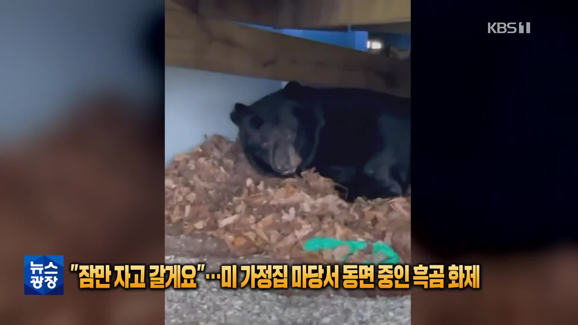 [톡톡 지구촌] “겨울잠 좀 자고 갈게요”…美 가정집 마당서 동면중인 흑곰 화제