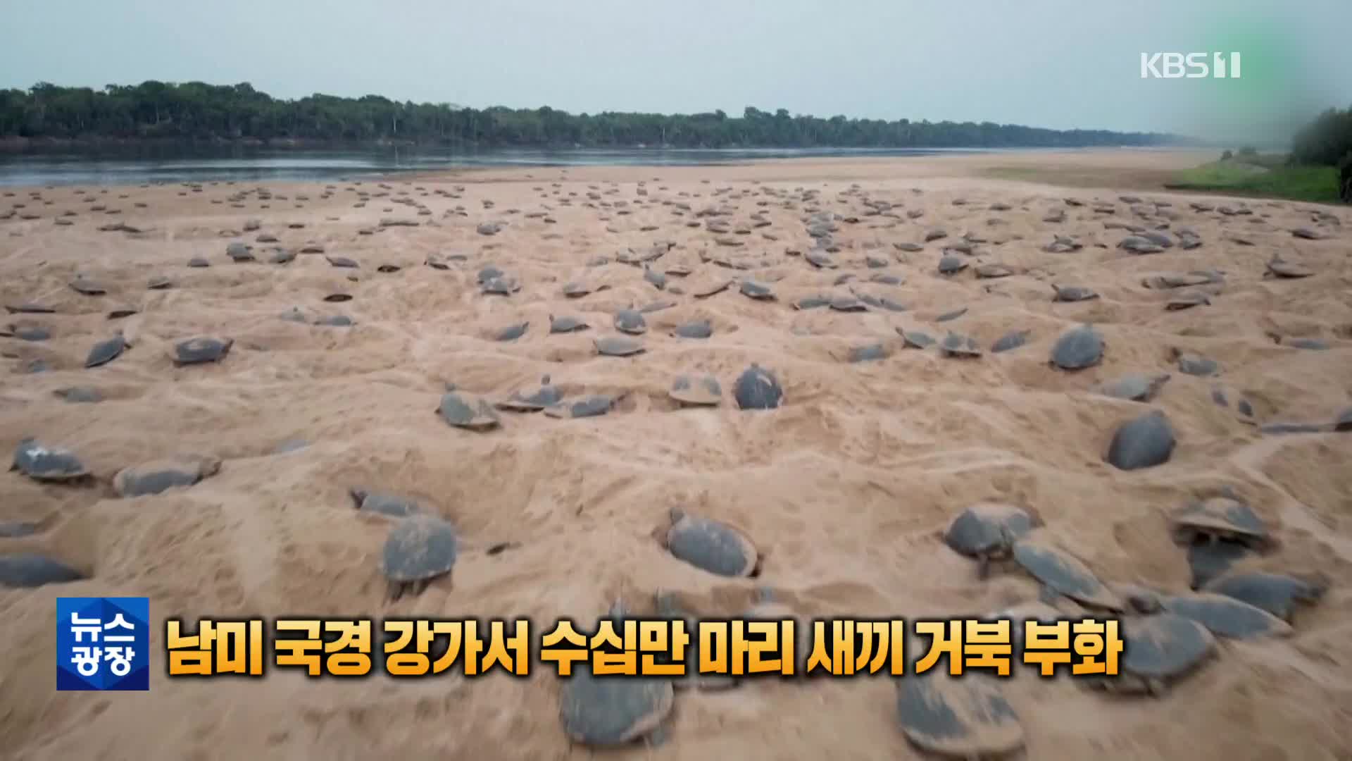 [톡톡 지구촌] 남미 국경 강가서 수십만 마리 아기 거북 일제히 부화