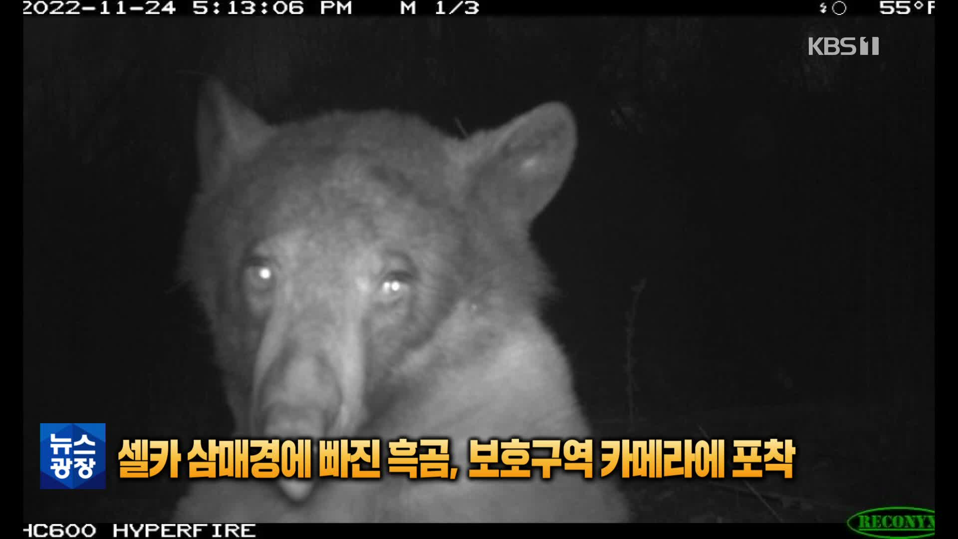[톡톡 지구촌] 셀카 삼매경에 빠진 흑곰, 보호구역 카메라에 포착
