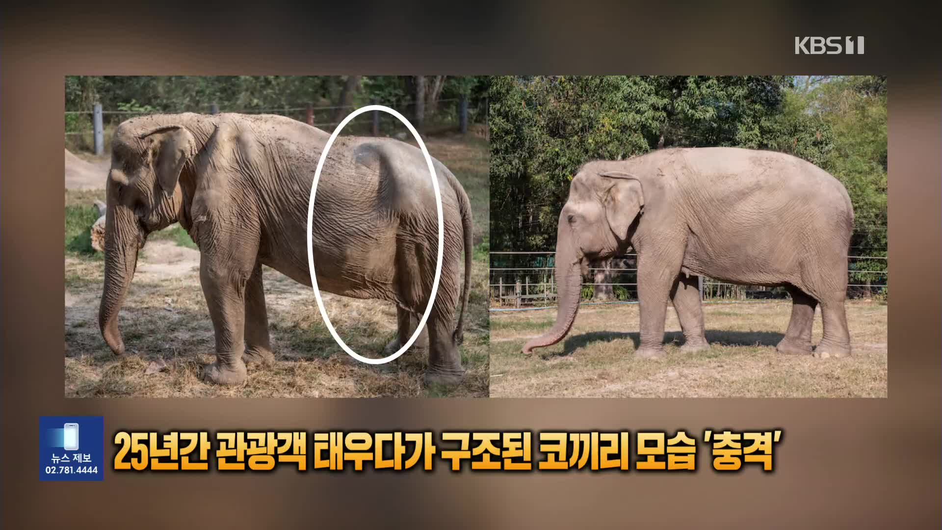 [잇슈 SNS] 25년간 관광객 태우다가 구조된 코끼리 모습 ‘충격’