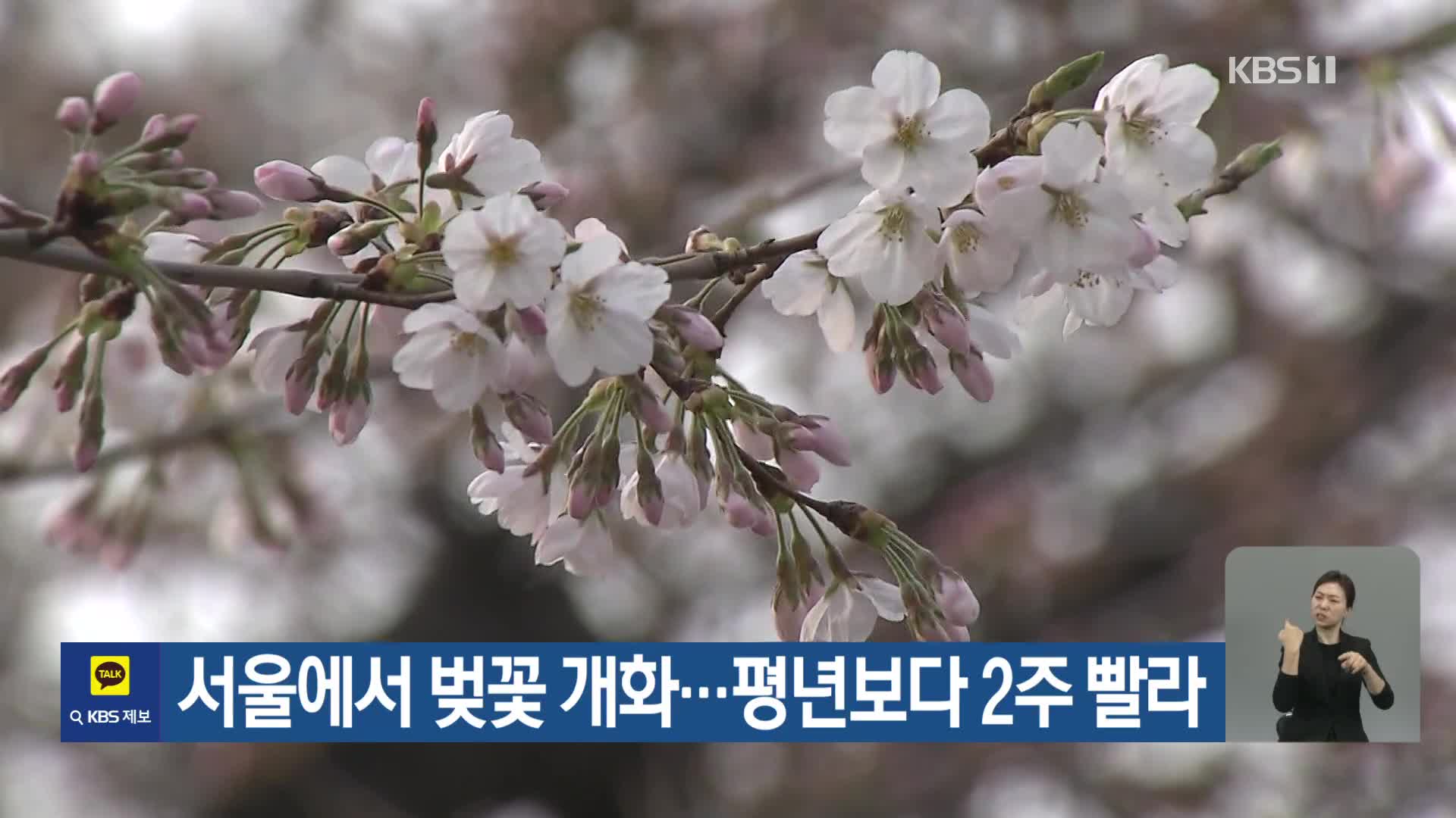 서울에서 벚꽃 개화…평년보다 2주 빨라