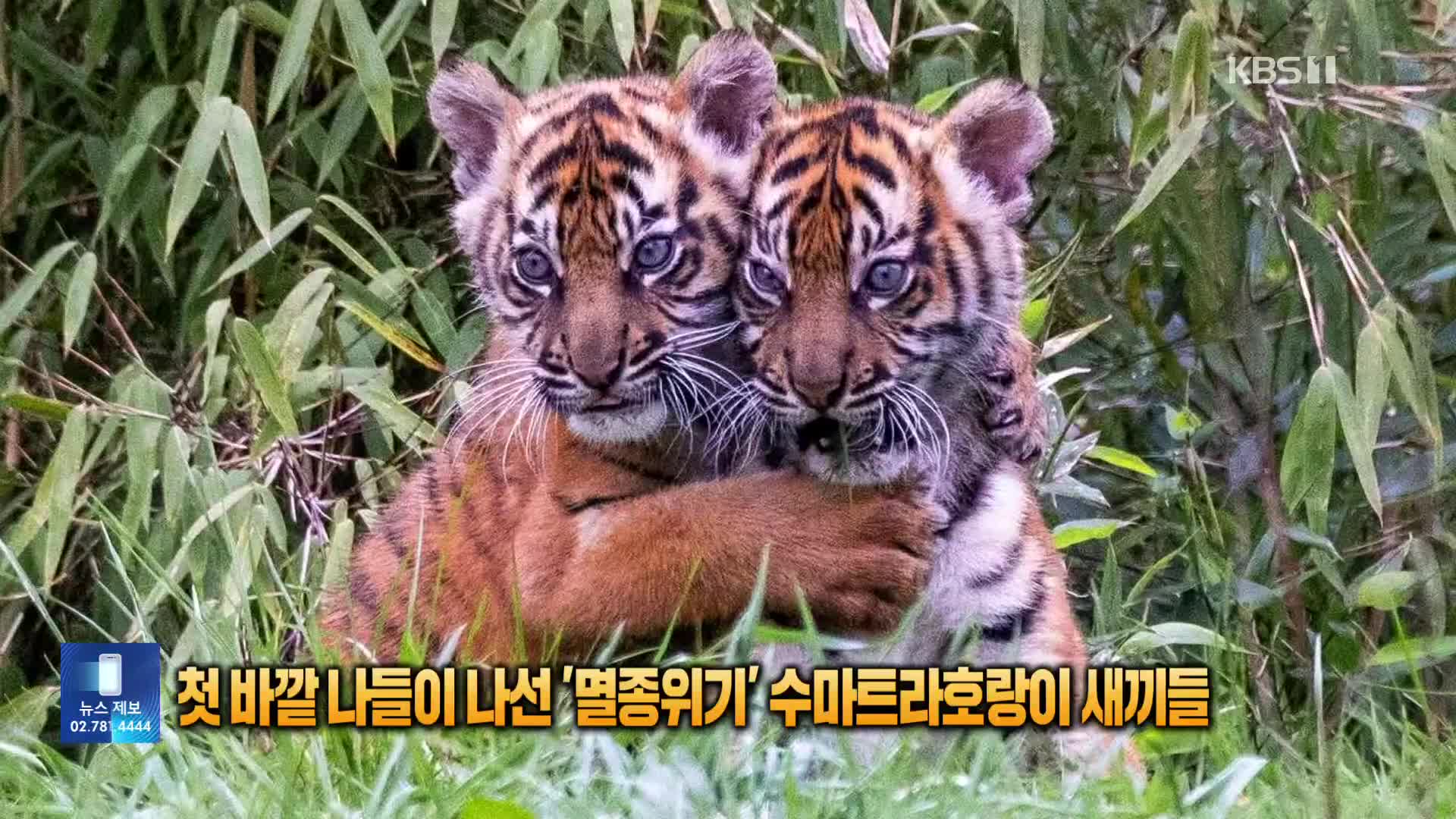 [잇슈 SNS] 첫 바깥 나들이 나선 ‘멸종위기’ 수마트라호랑이 새끼들