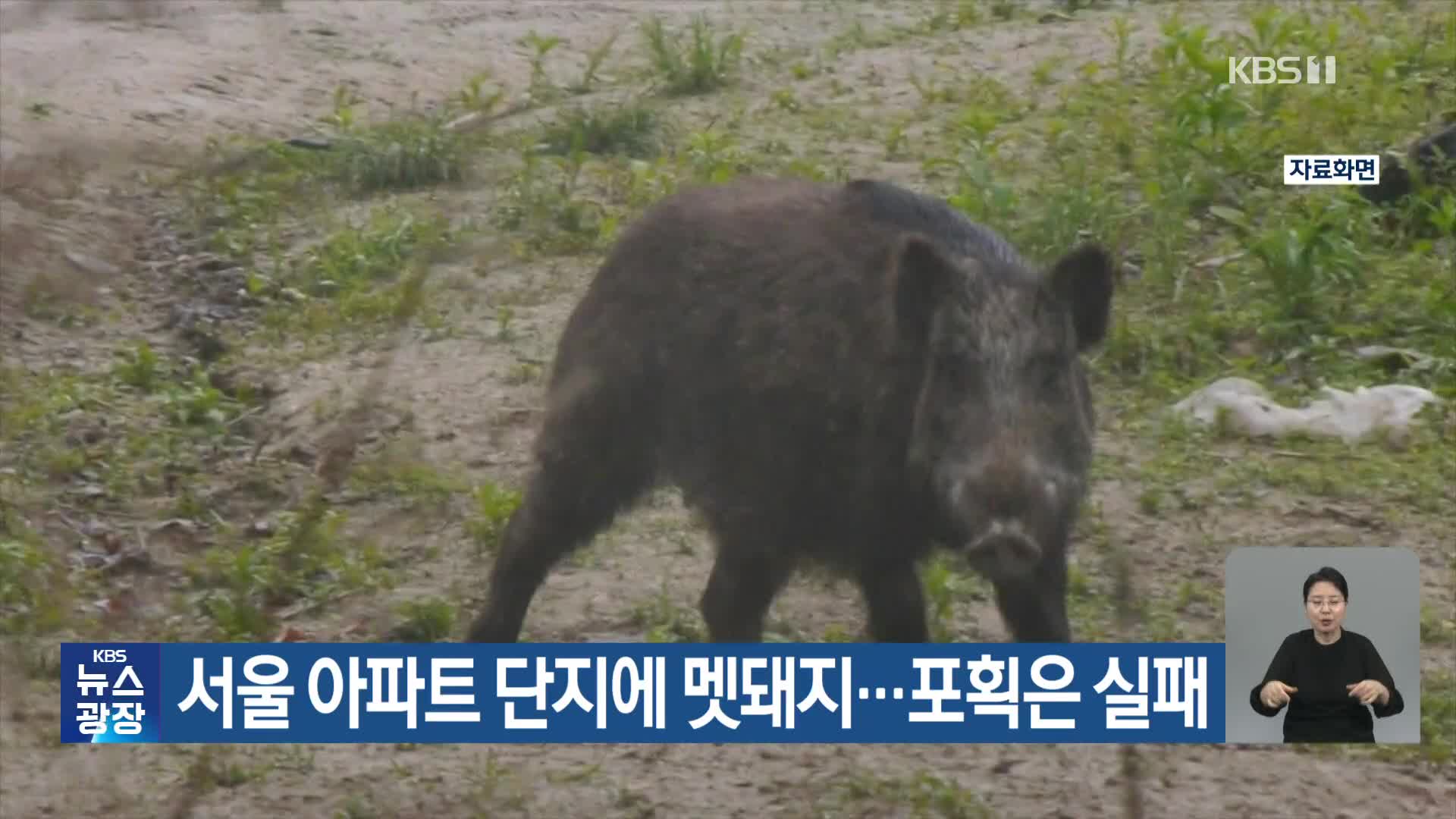 서울 아파트 단지에 멧돼지…포획은 실패