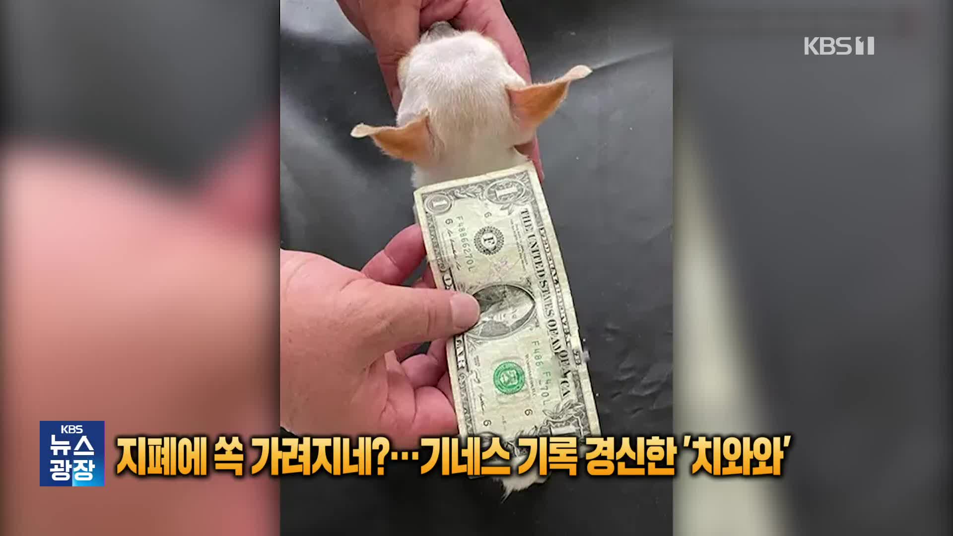 [잇슈 SNS] 지폐에 쏙 가려지네?…기네스 기록 경신한 ‘치와와’