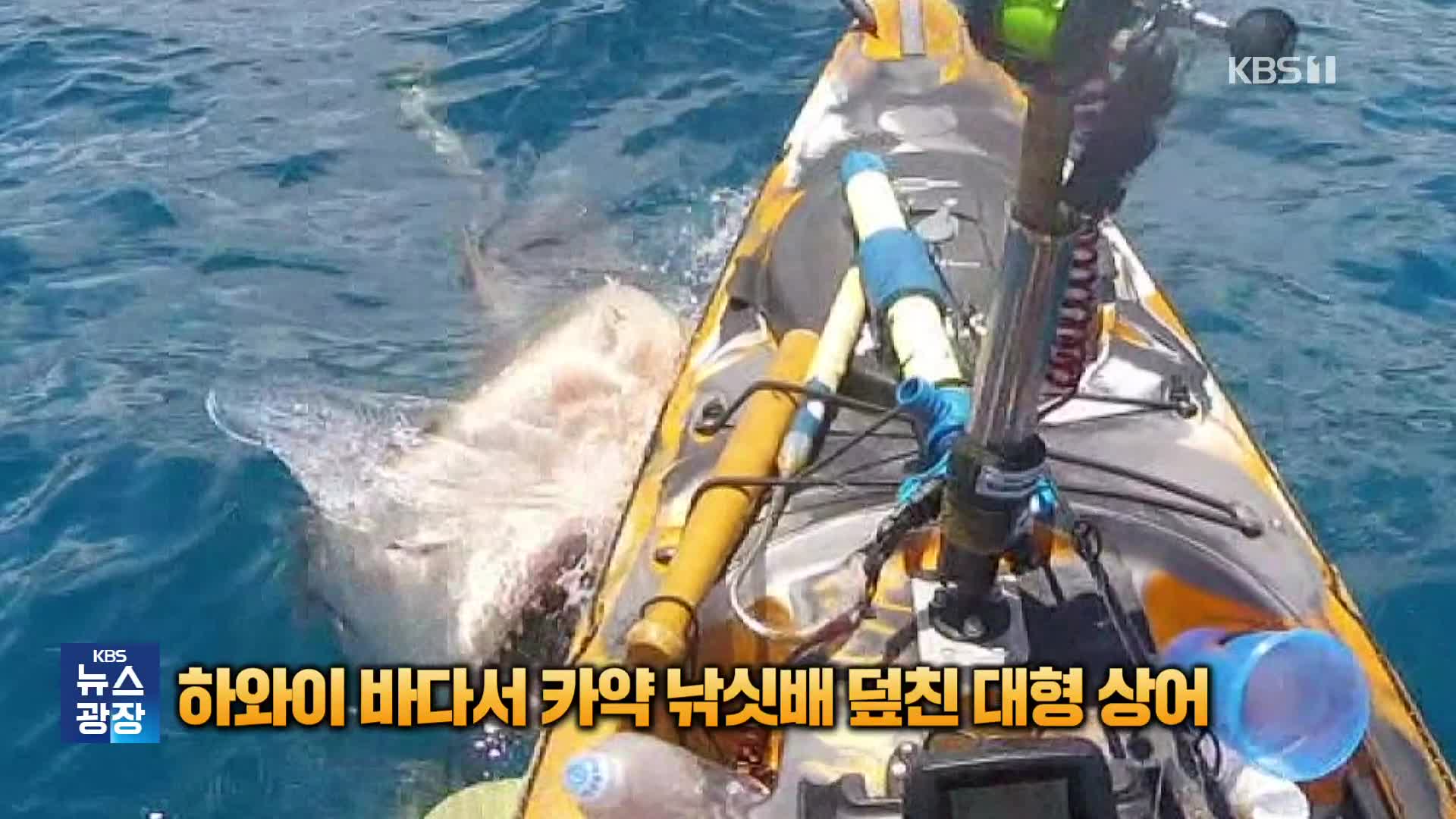 [잇슈 SNS] 하와이 바다서 카약 낚싯배 덮친 대형 상어