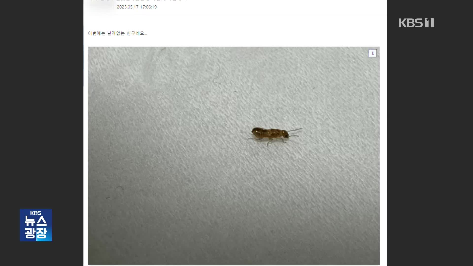 [잇슈 키워드] 집 무너뜨리는 ‘외래 흰개미’…서울 강남서 출현 신고