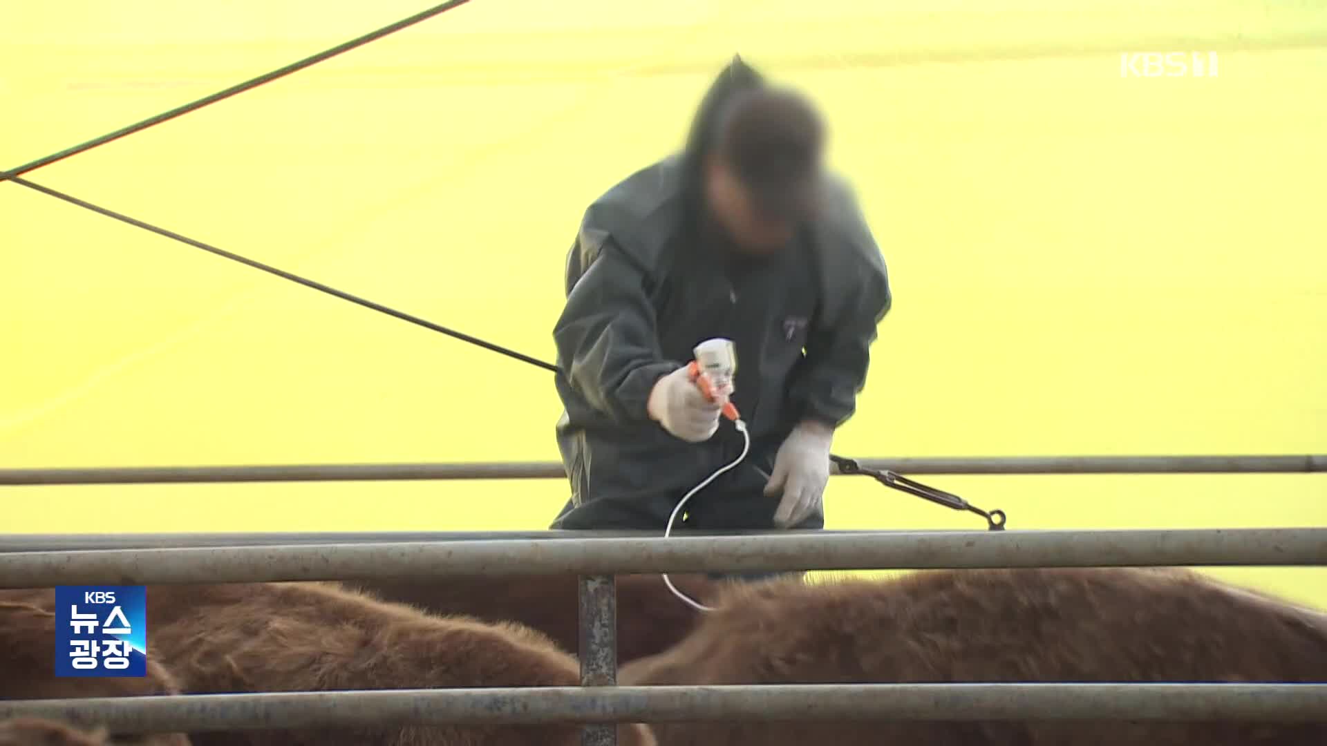 추가 발병 농가도 ‘자가 접종’…“10만여 두 백신 안 맞아”