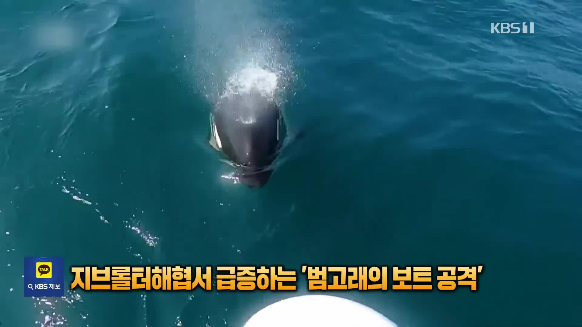 [잇슈 SNS] 지브롤터 해협서 급증하는 ‘범고래의 보트 공격’…“왜?”