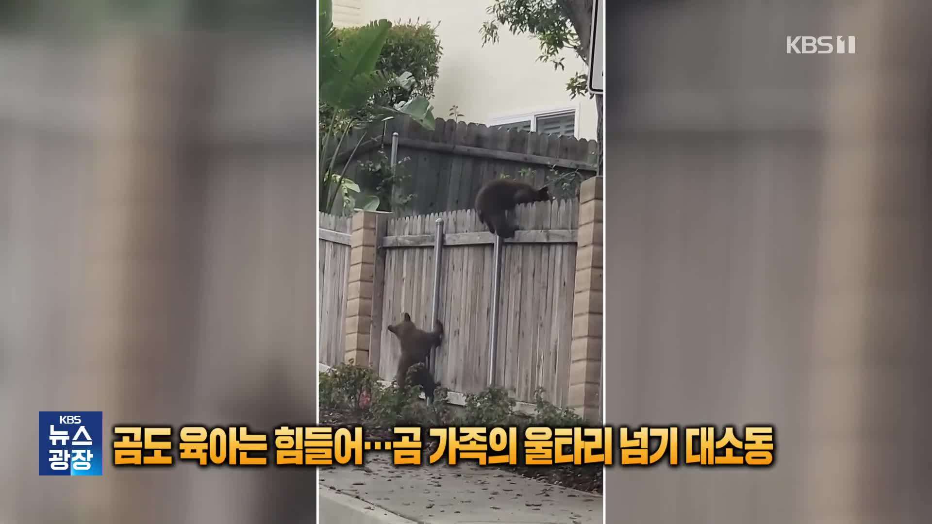 곰도 육아는 힘들어…곰 가족의 울타리 넘기 대소동 [잇슈 SNS]