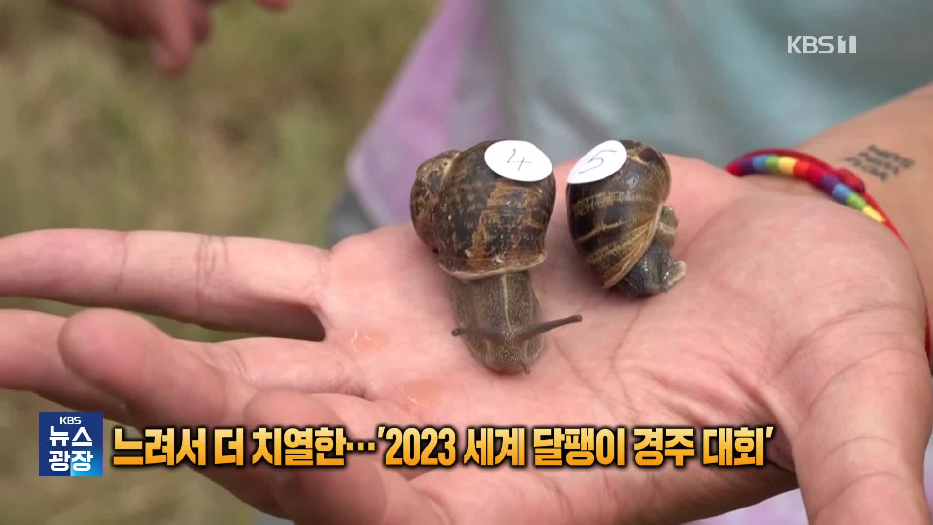 [잇슈 SNS] 느려서 더 치열한…‘2023 세계 달팽이 경주 대회’