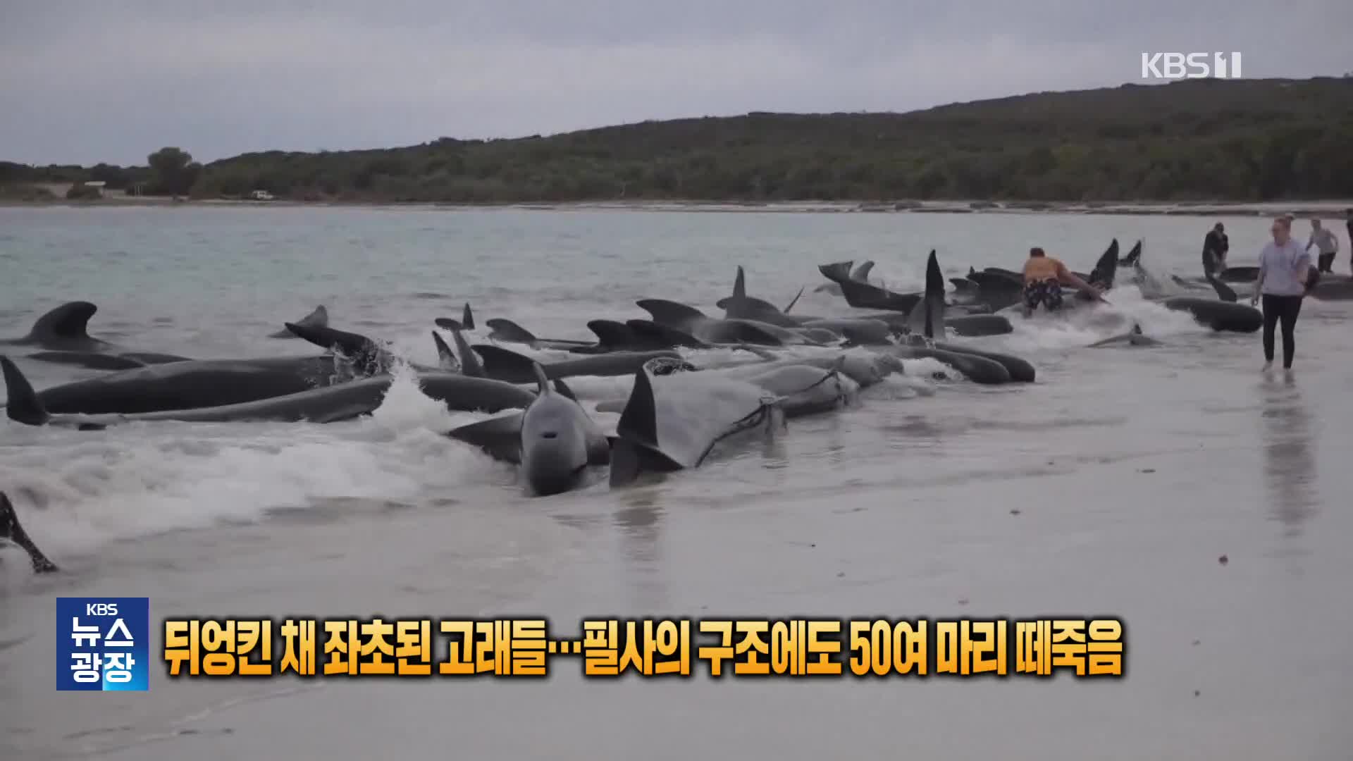 뒤엉킨 채 좌초된 고래들…필사의 구조에도 50여 마리 떼죽음 [잇슈 SNS] 