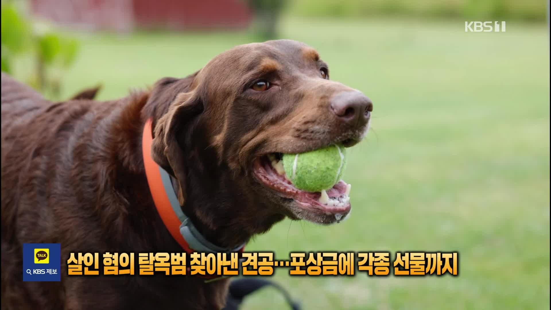 살인 혐의 탈옥범 찾아낸 견공…포상금에 각종 선물까지 [잇슈 SNS] 