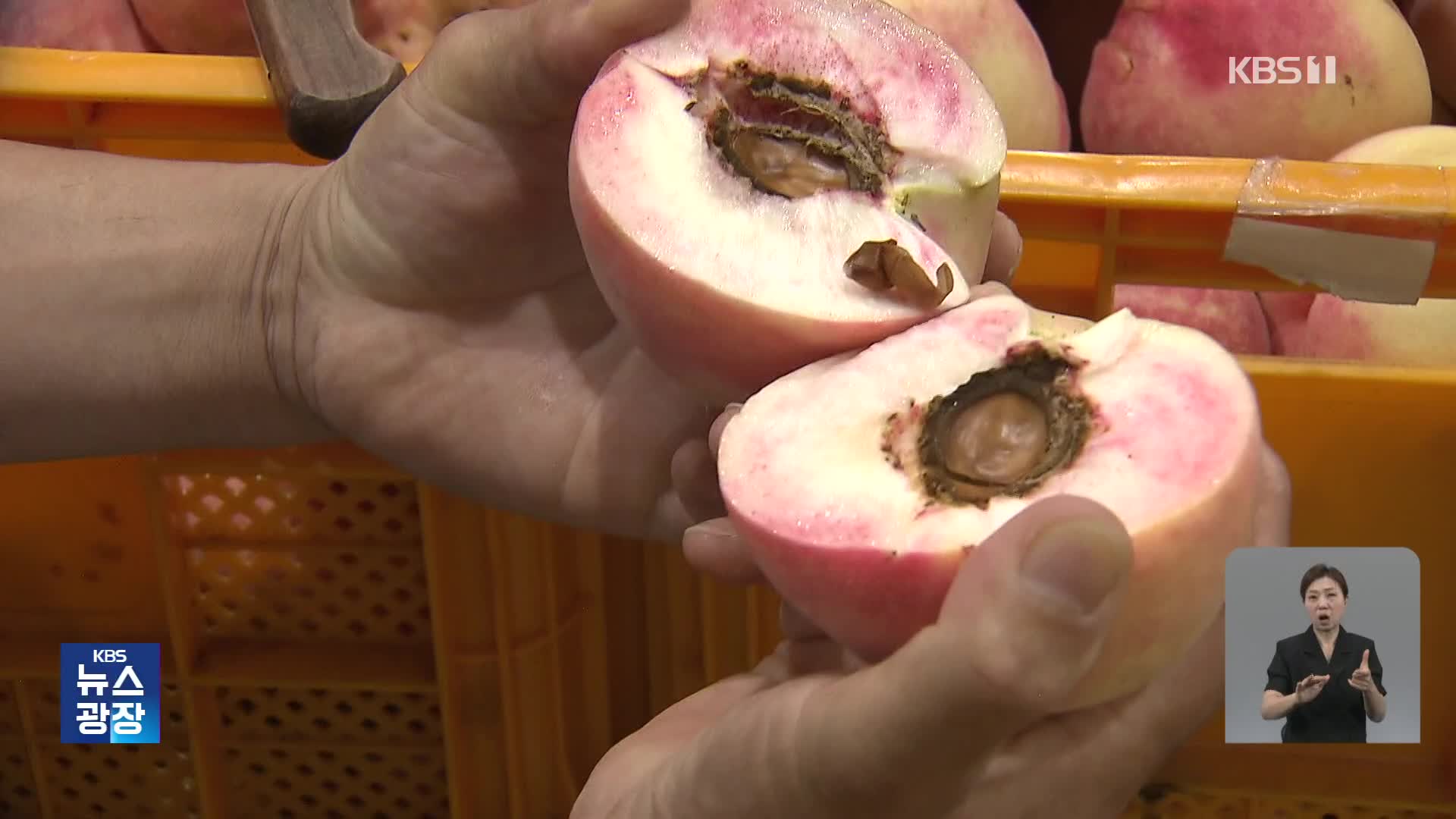 냉해·우박·장맛비…가격 폭락에 복숭아 농가 울상