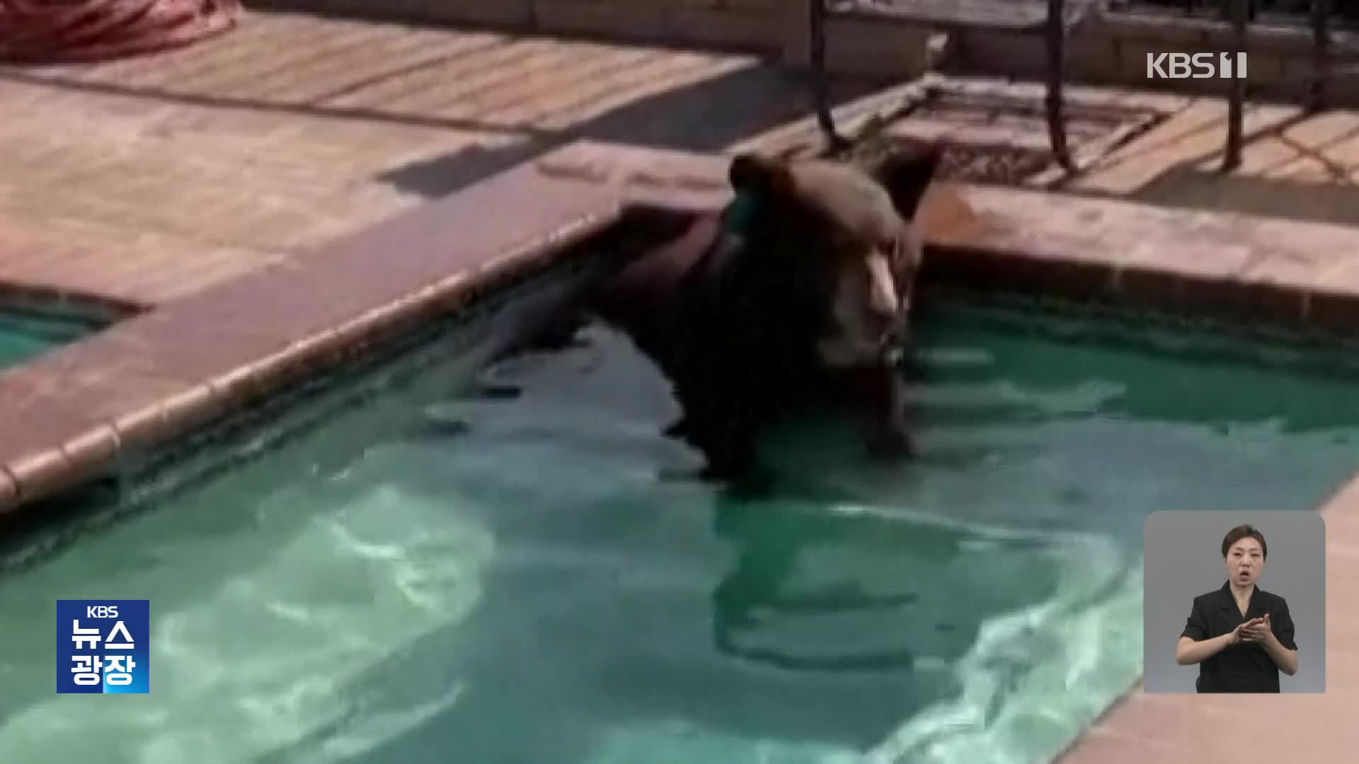 선인장 말라 죽고 주택 수영장엔 곰…미국 “폭염 실존적 위협”