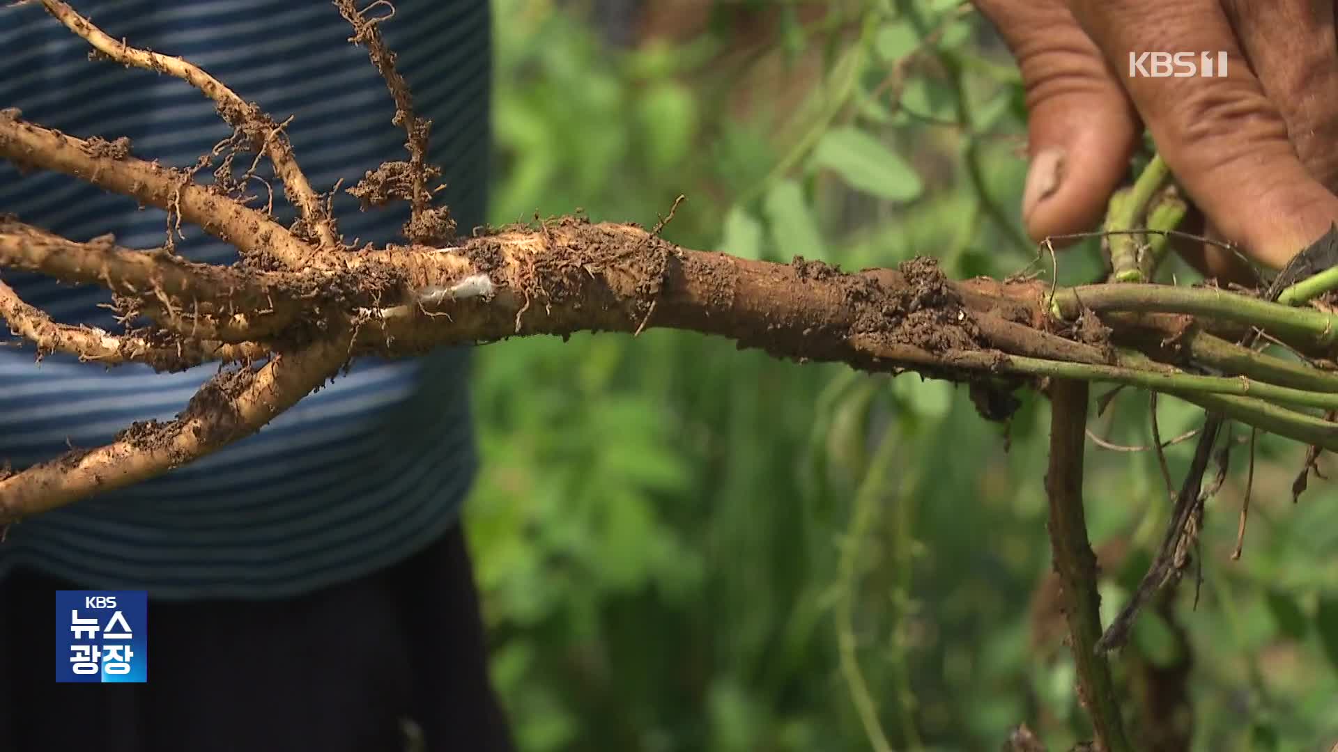 황기의 변신…삼계탕 부재료가 효자 작목 ‘부상’