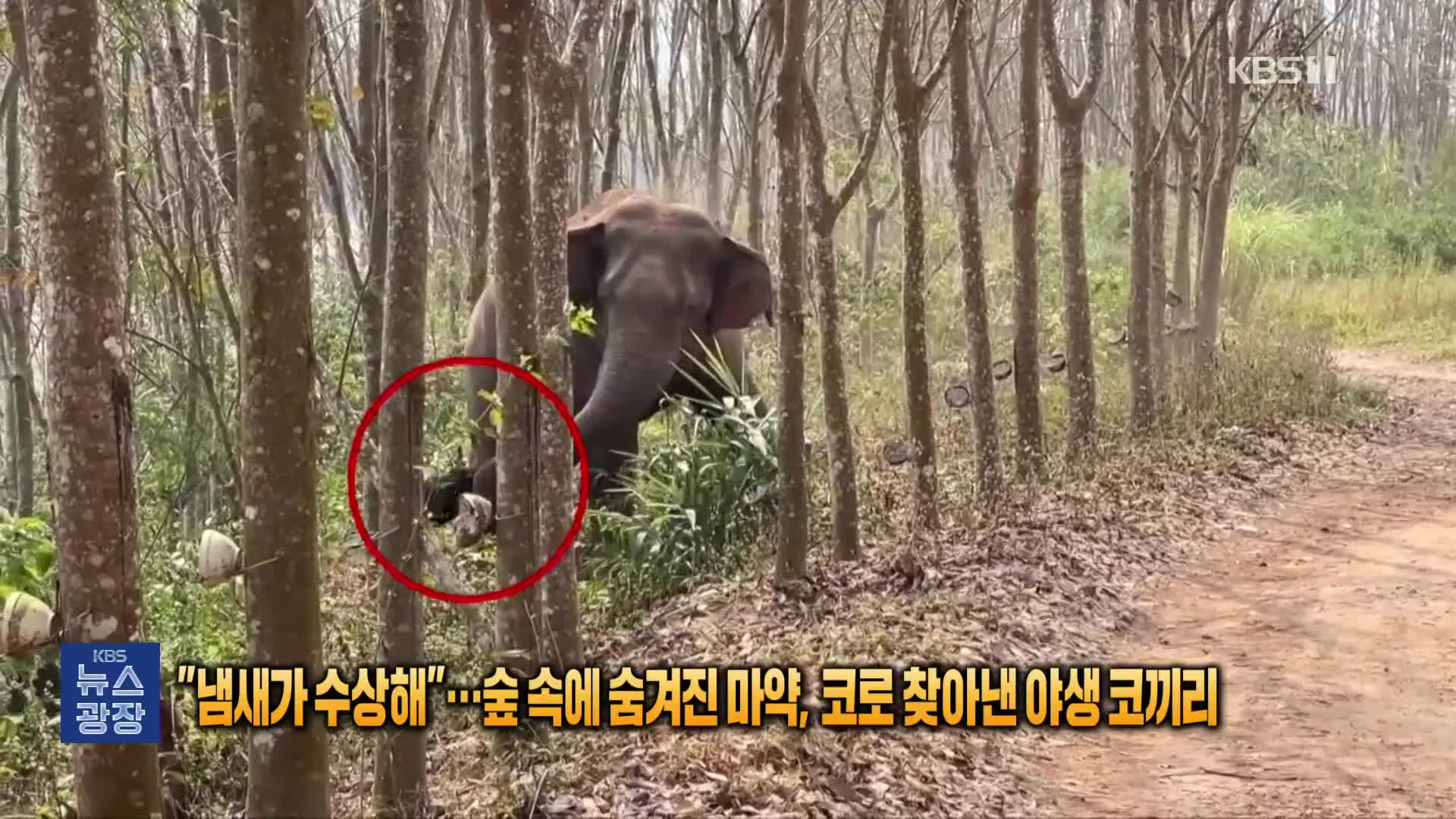 [잇슈 SNS] “냄새가 수상해”…숲 속에 숨겨진 마약, 코로 찾아낸 야생 코끼리