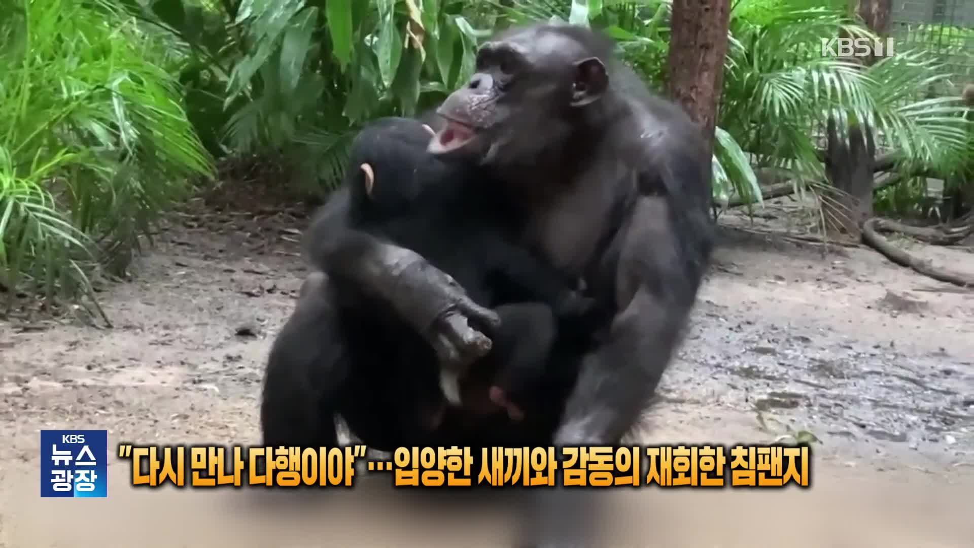 [잇슈 SNS] “다시 만나 다행이야”…입양한 새끼와 감동의 재회한 침팬지