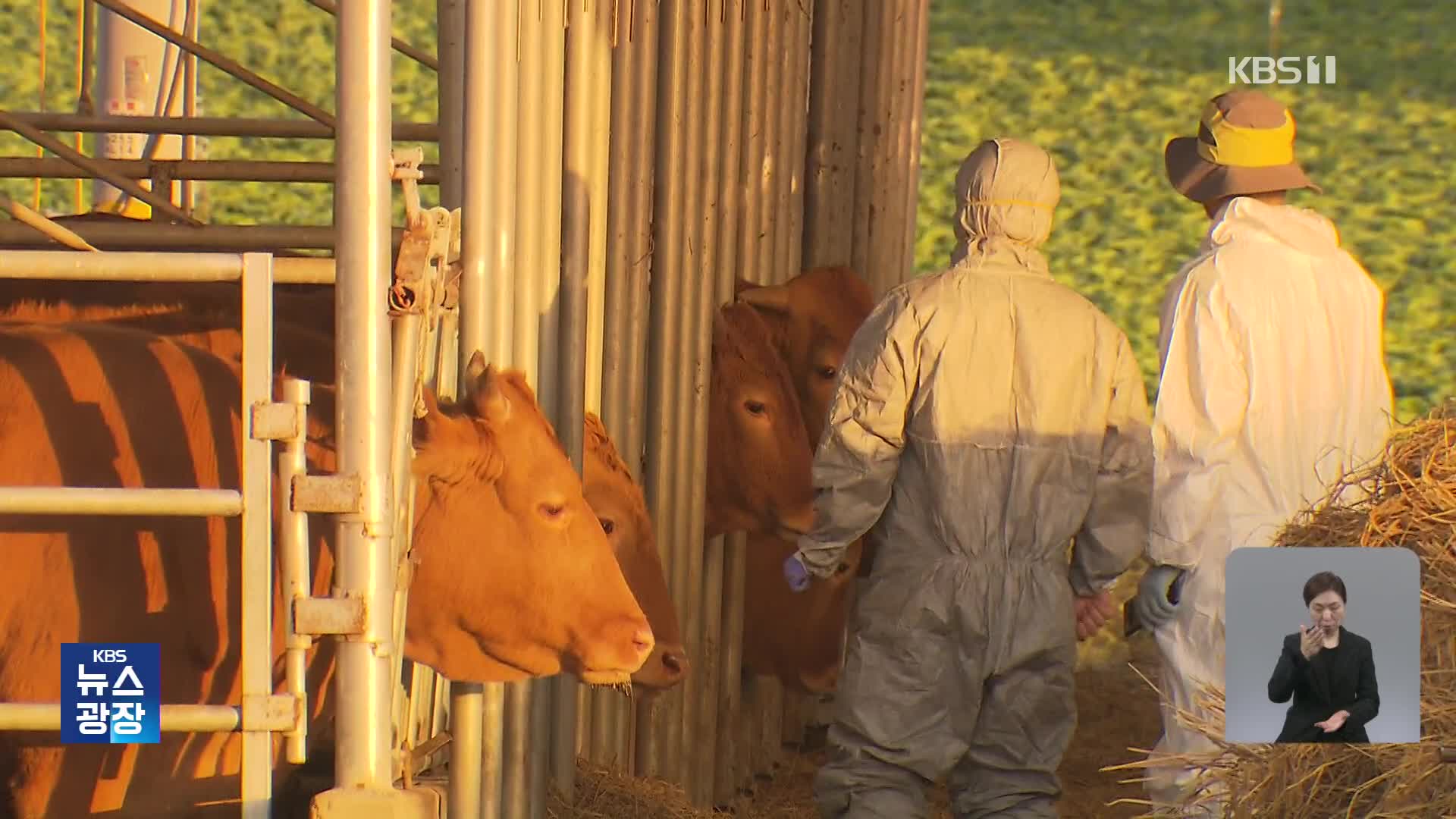 충남 서산 한우농장서 ‘럼피스킨병’ 발생…국내 첫 발병