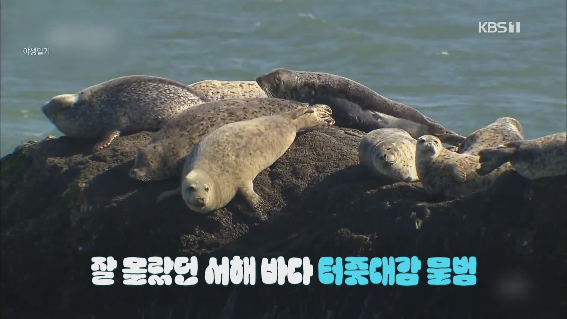 [크랩] 인천 마스코트 자리까지 차지한 물범