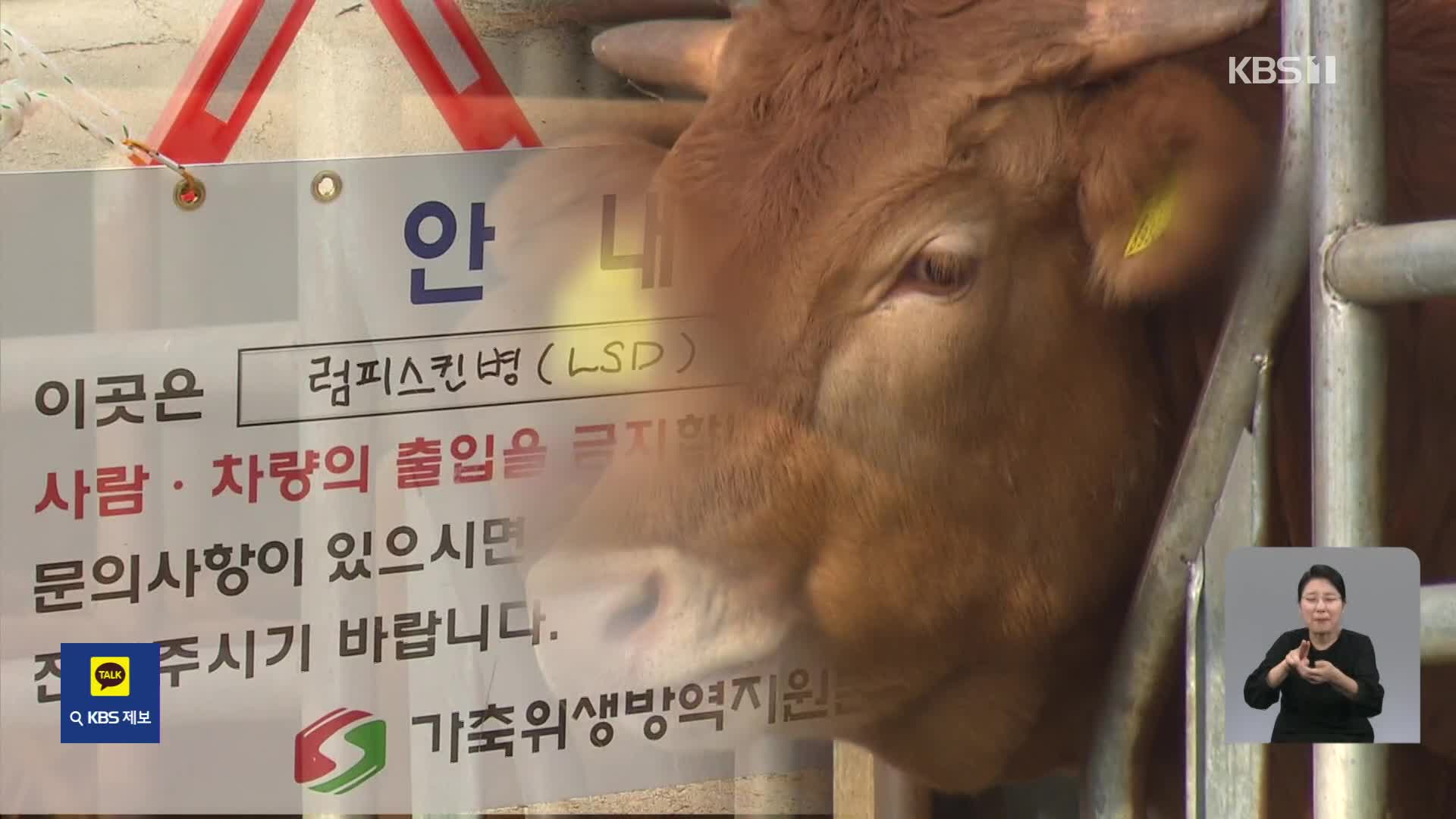 ‘럼피스킨’ 내륙 최북단까지 확산…소 사육 농가 초비상