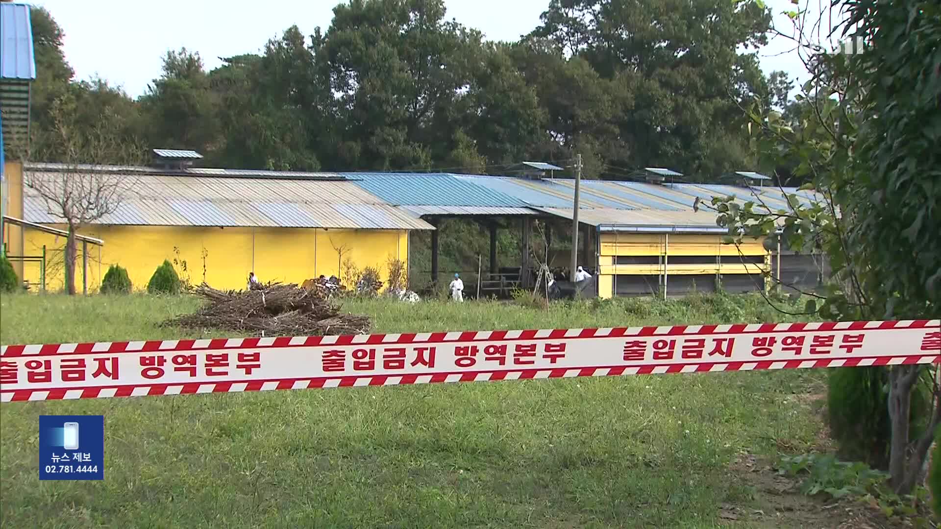 럼피스킨 백신 접종 본격화…‘자가접종’ 허점 없나