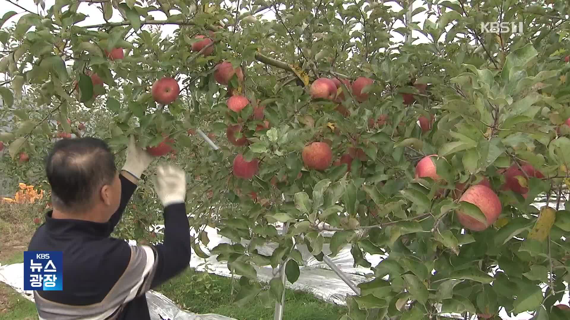 ‘사과’가 연천군 특산물?…북상하는 사과 재배 적지