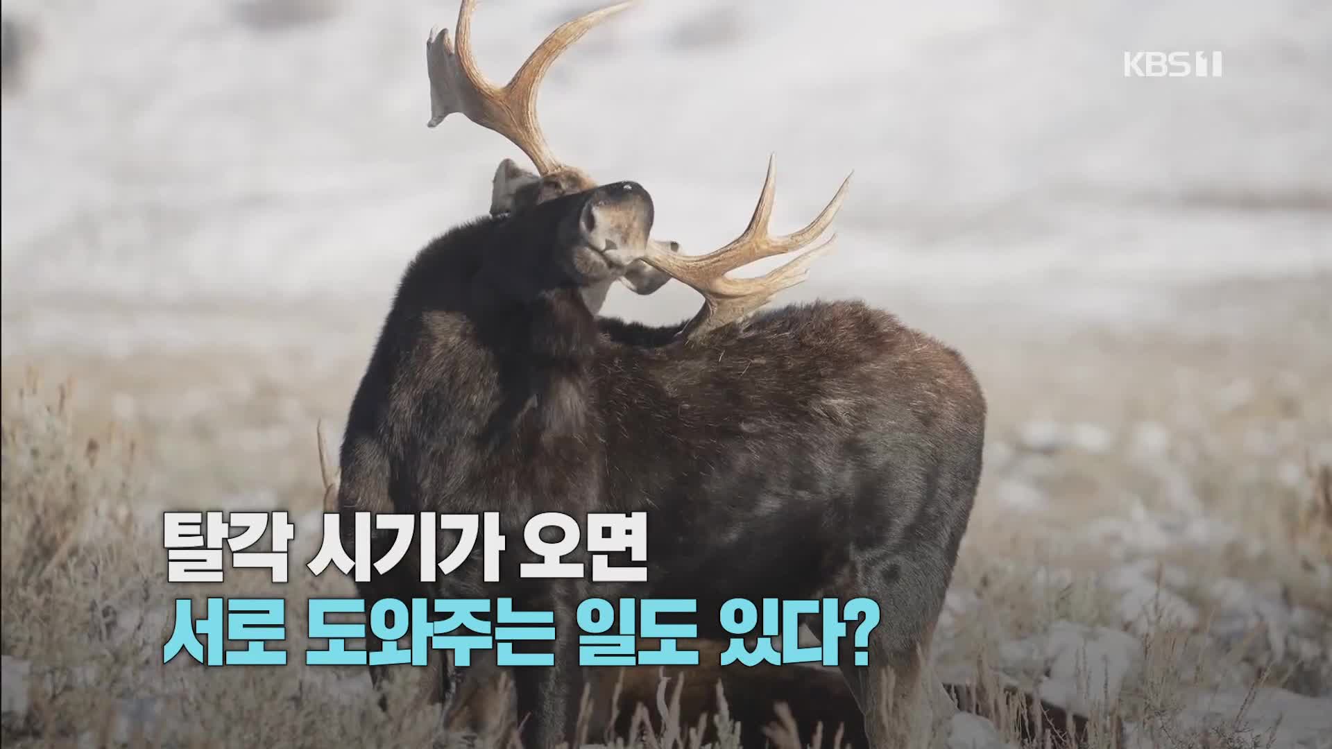 [크랩] 40kg 뿔을 양말 던지듯 떨구고 가는 동물