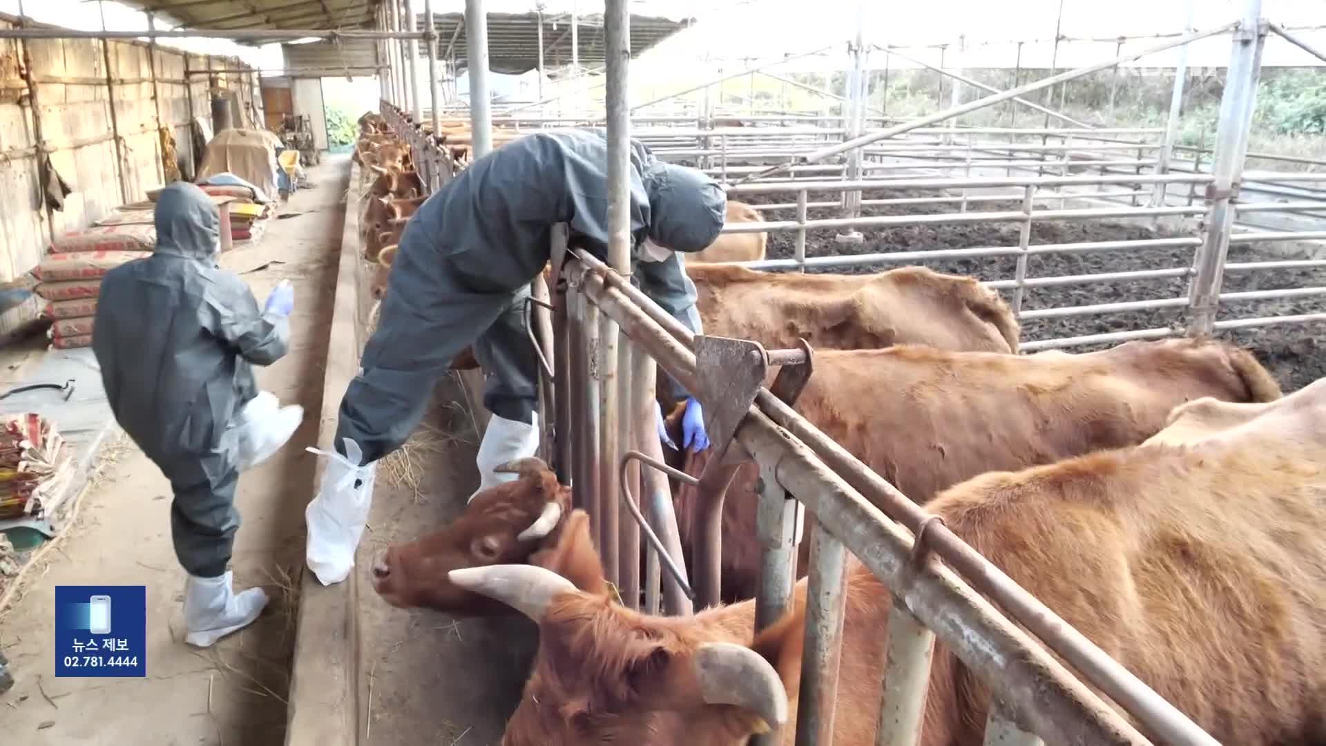 럼피스킨 백신 접종 마무리 수순…내년에도 접종 불가피