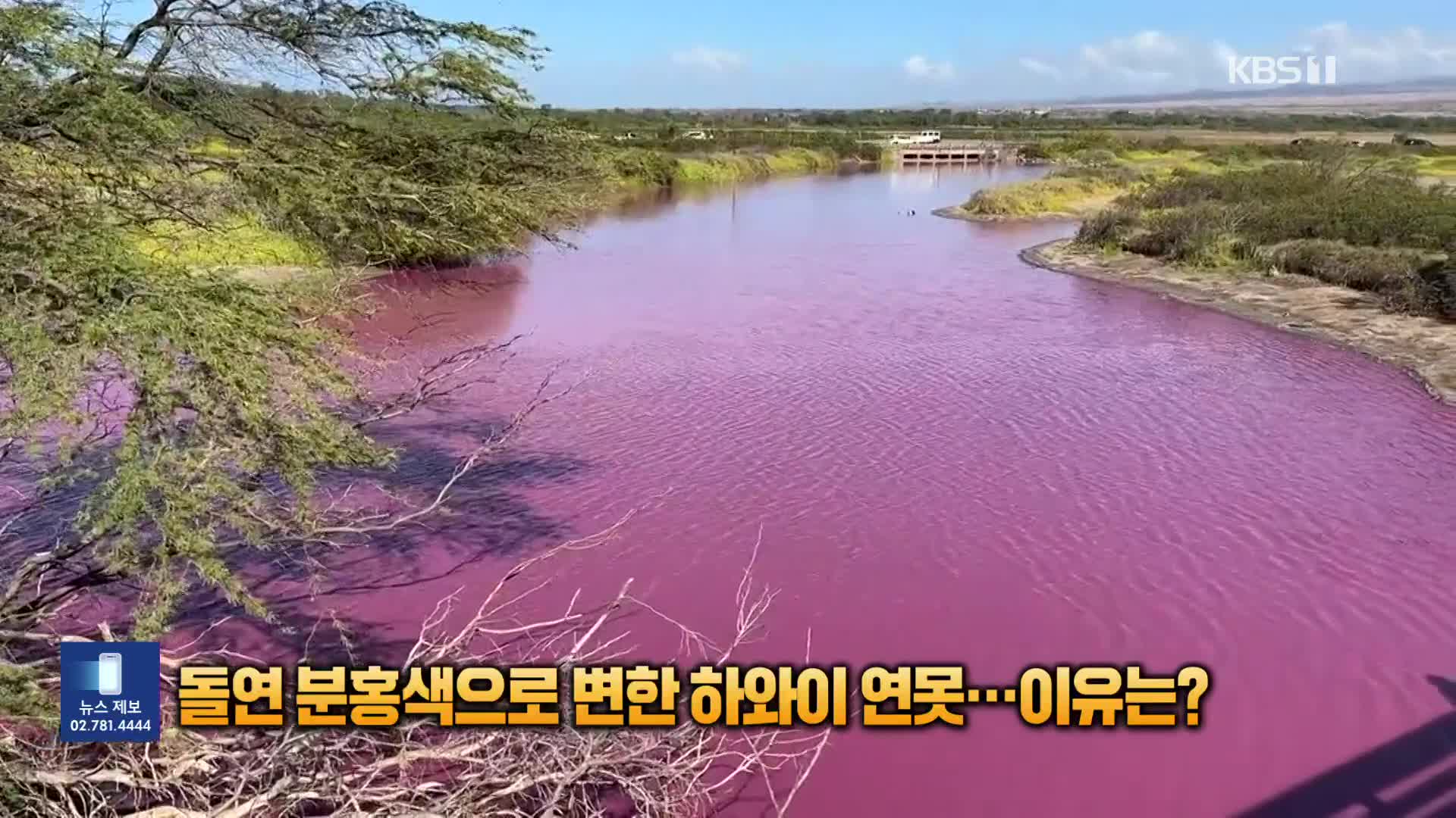 돌연 분홍색으로 변한 하와이 연못…이유는? [잇슈 SNS] 