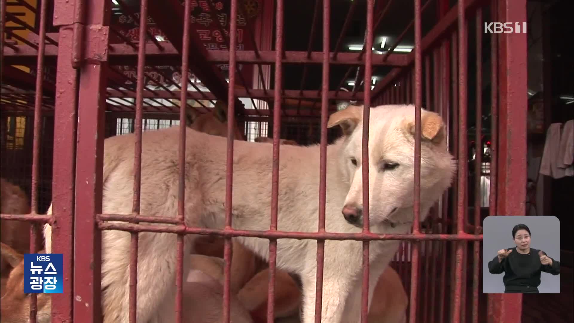 개 식용 ‘5년 이내’ 끝낸다…농가 보상 방식이 불씨