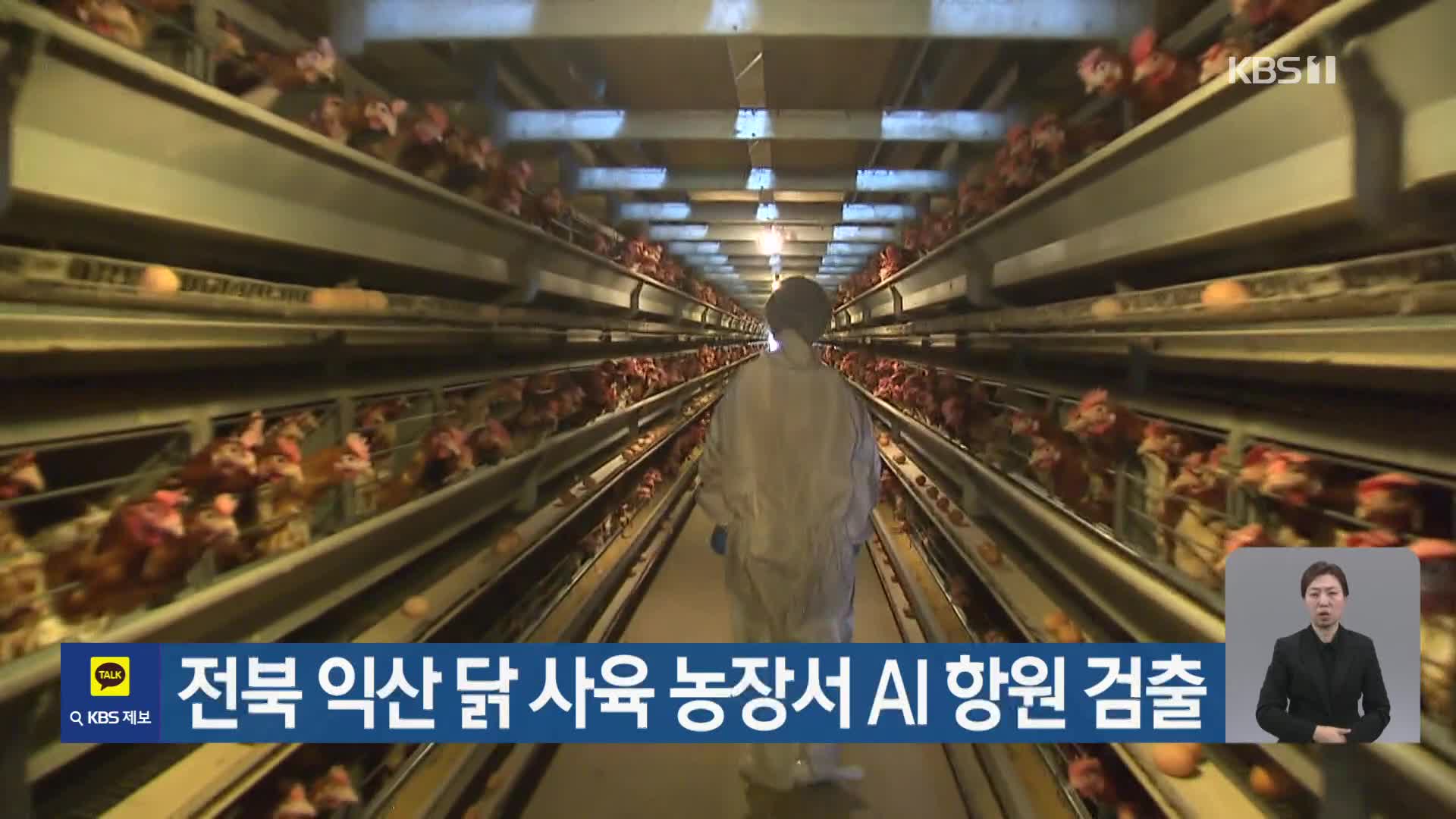 전북 익산 닭 사육 농장서 AI 항원 검출