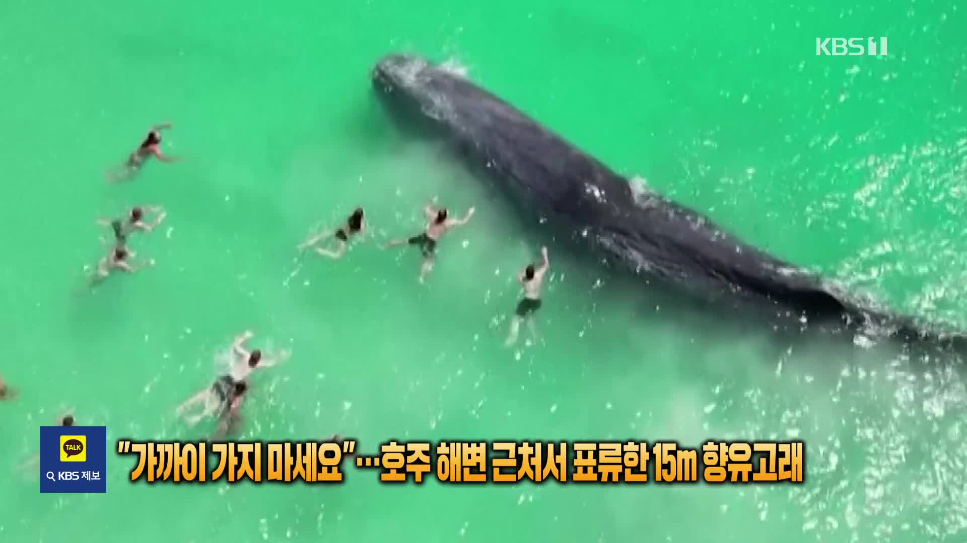 [잇슈 SNS] “가까이 가지 마세요”…호주 해변 근처서 표류한 15m 향유고래