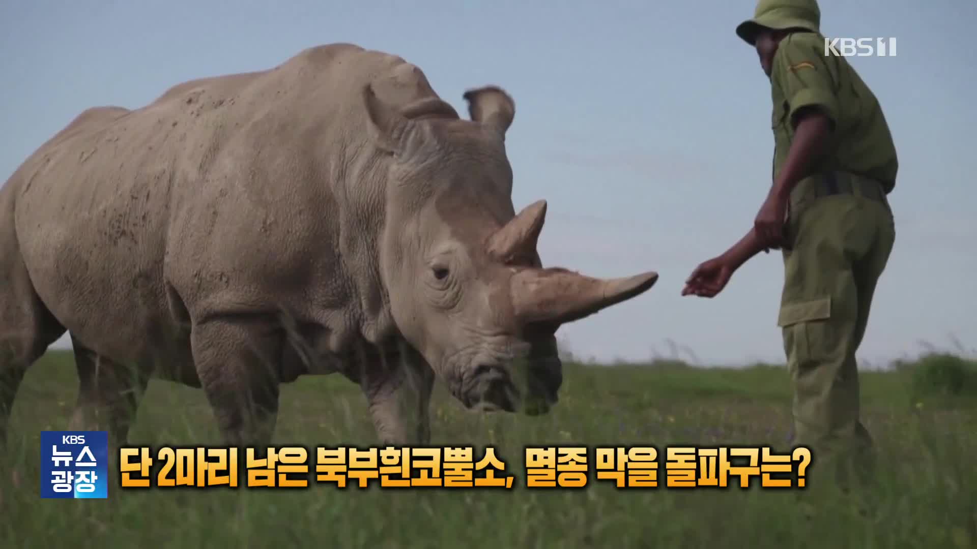 [잇슈 SNS] 단 2마리 남은 북부흰코뿔소, 멸종 막을 돌파구는?