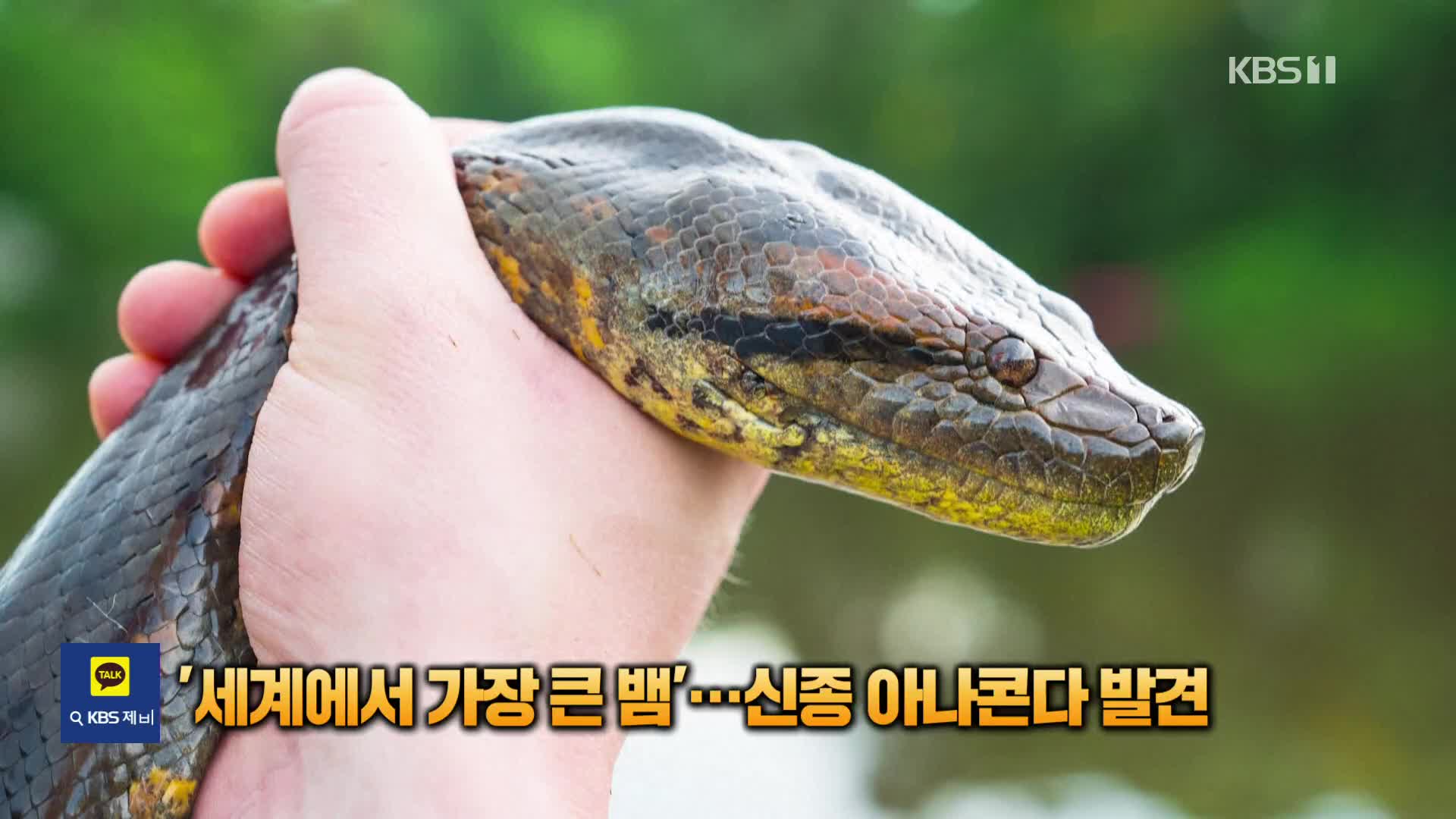 ‘세계에서 가장 큰 뱀’…신종 아나콘다, 아마존에서 발견