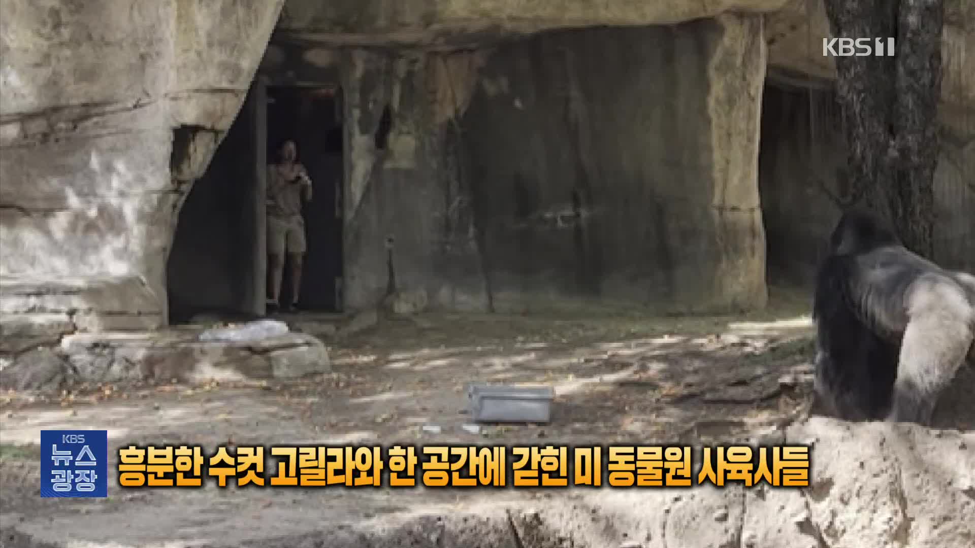 [잇슈 SNS] 흥분한 수컷 고릴라와 한 공간에 갇힌 미 동물원 사육사들