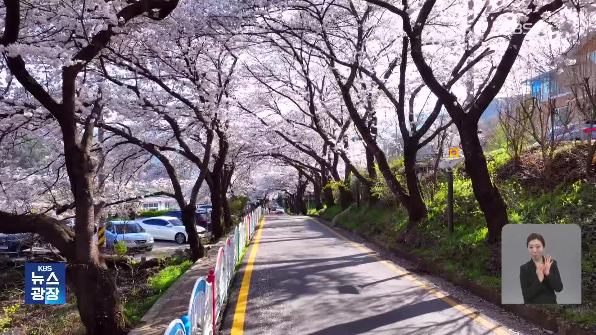 하동 십리 벚꽃길의 장관…개화 늦어진 이유는?