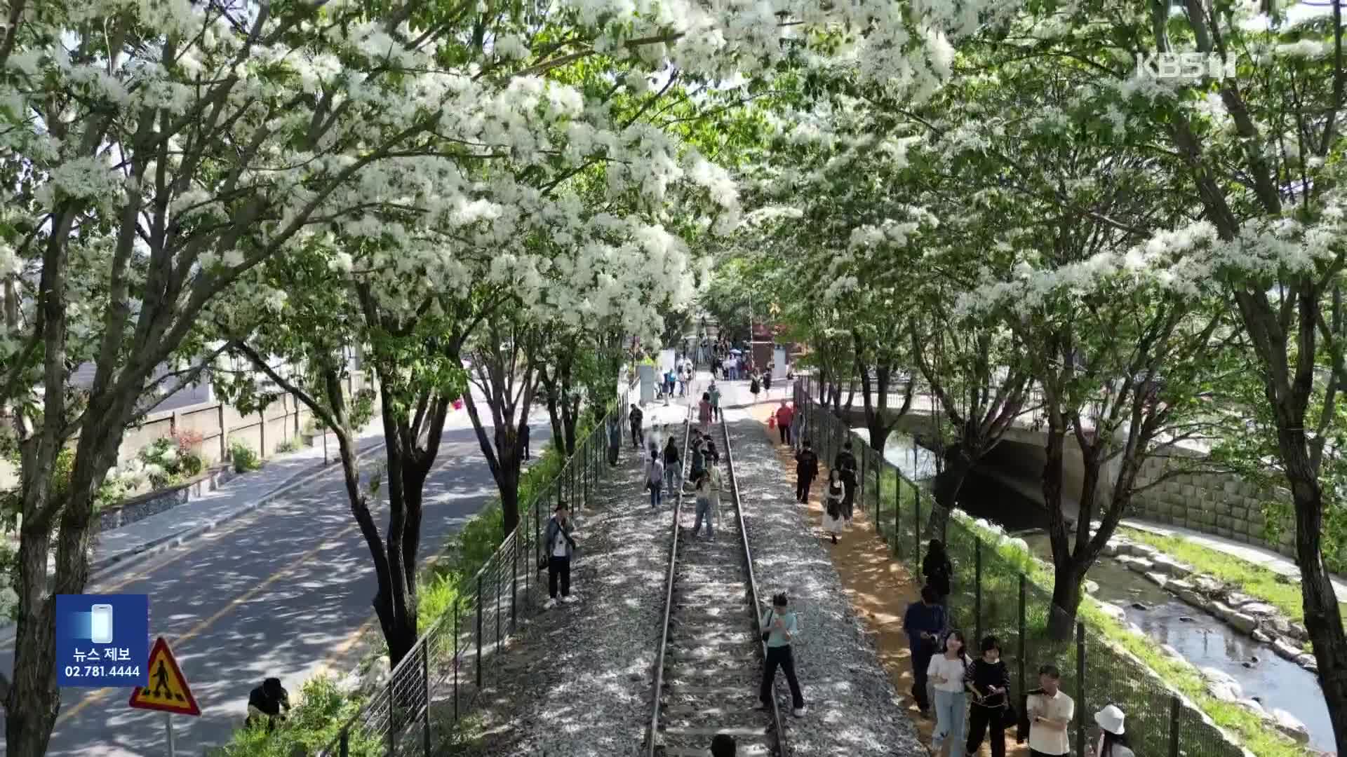 철길 따라 꽃터널…‘전주 이팝나무 철길’ 인기