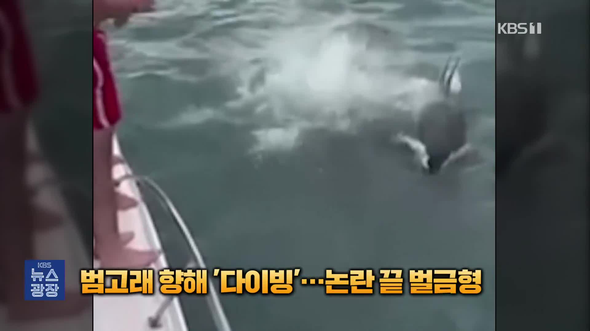 [잇슈 SNS] 헤엄치는 범고래 향해 고의로 ‘다이빙’…뉴질랜드 당국 벌금형