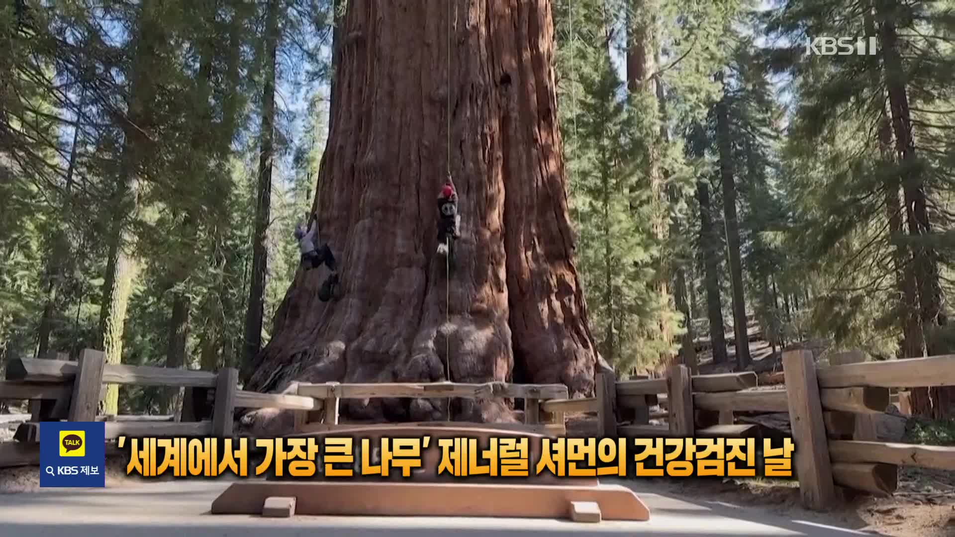 ‘세계에서 가장 큰 나무’ 제너럴 셔먼의 건강검진 날 [잇슈 SNS] 