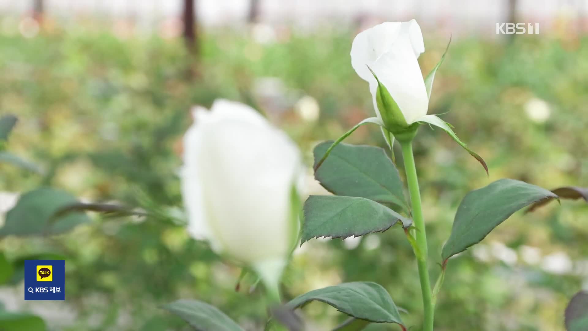 “세포농업의 세계”…세계 최초 ‘천연 장미 향’ 대량 생산