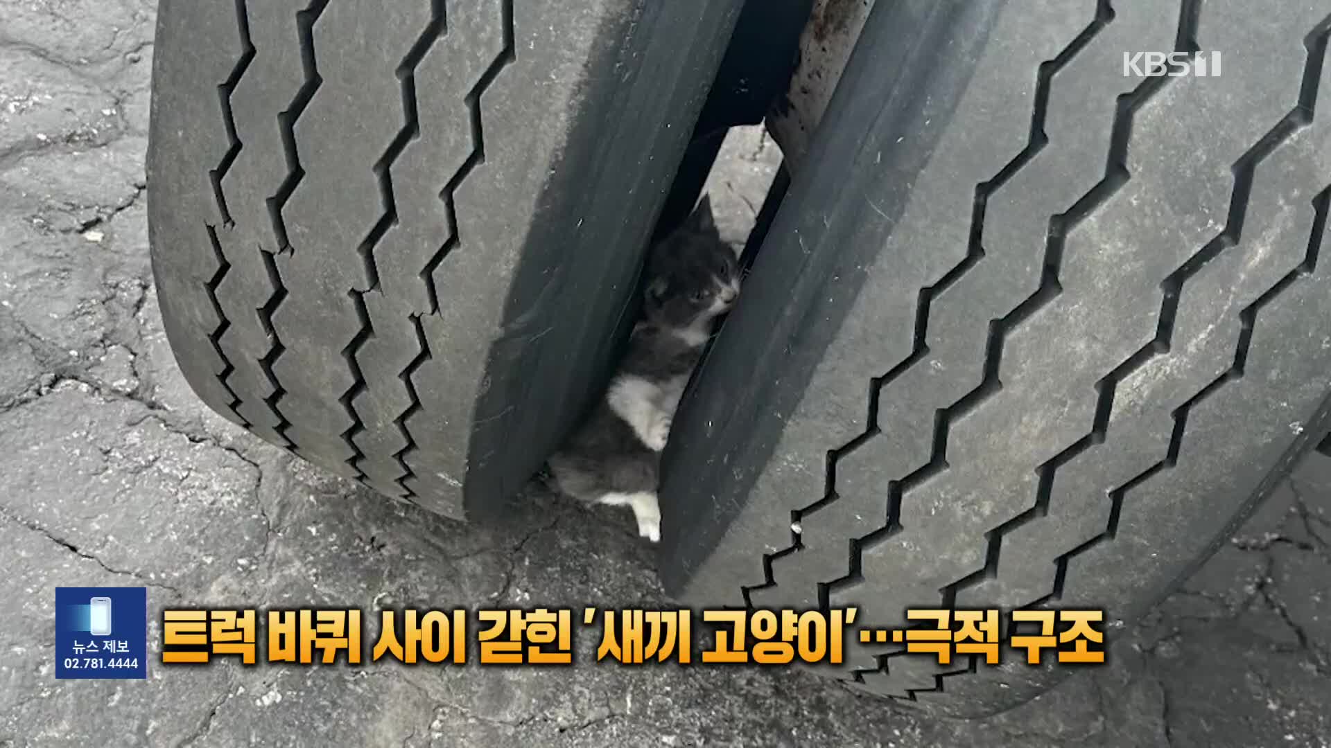 [잇슈 SNS] 트럭 바퀴 사이에 갇힌 새끼 고양이 극적 구조