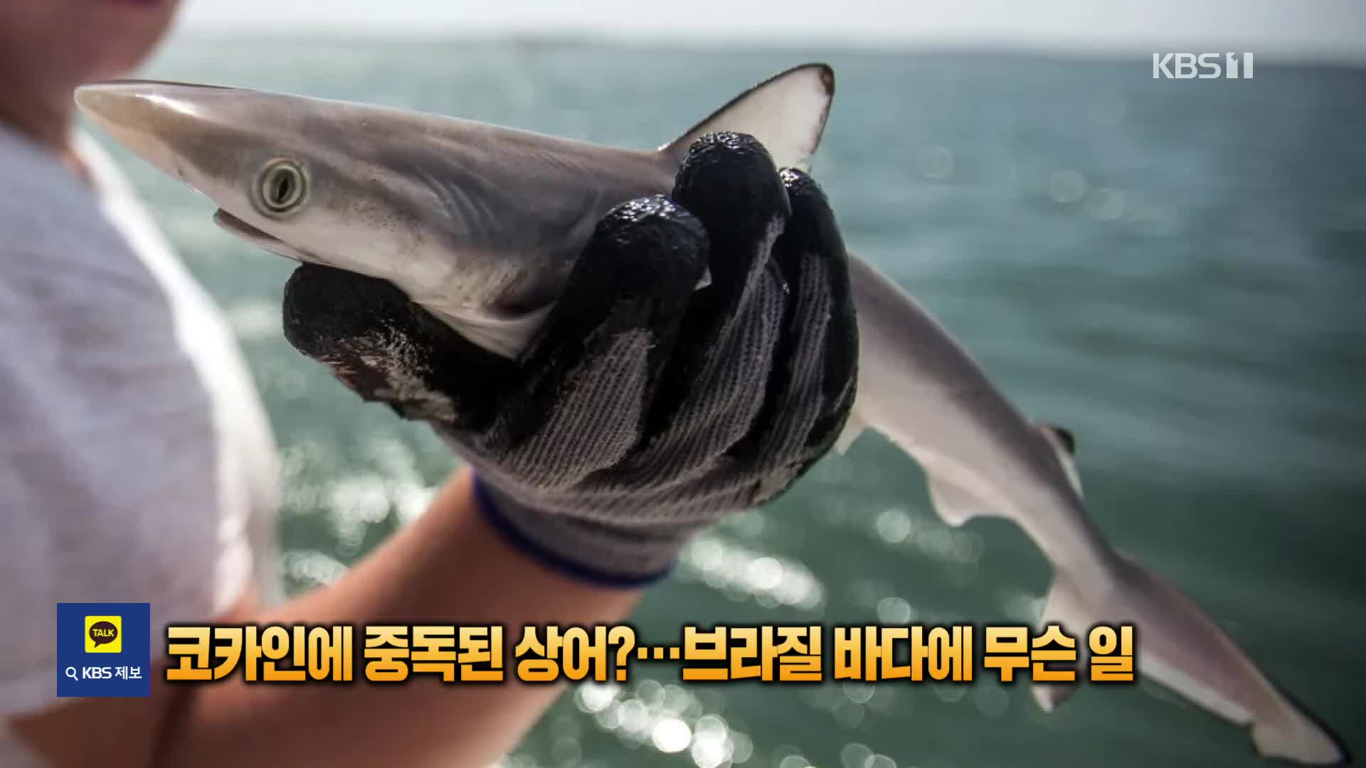 [잇슈 SNS] 코카인에 중독된 상어?…브라질 바다에 무슨 일