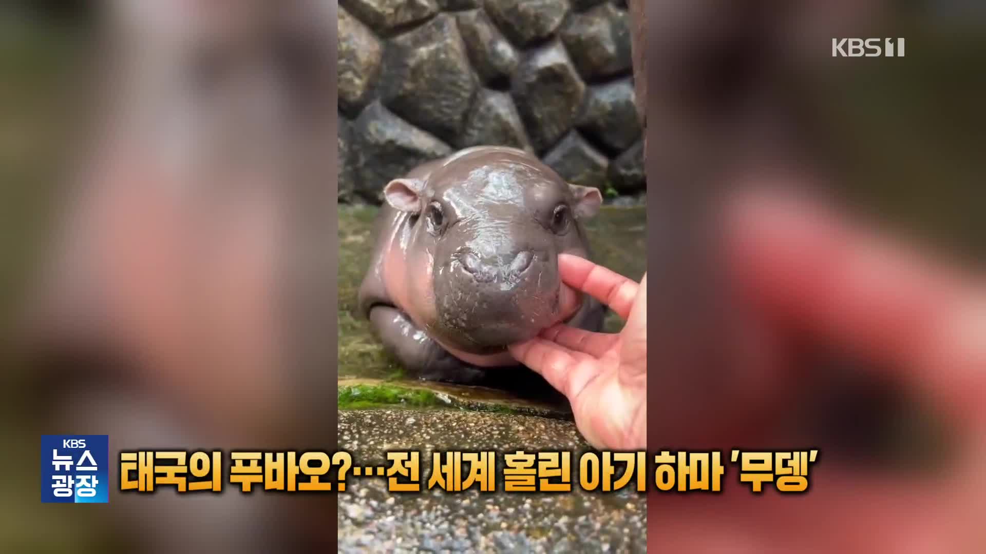 태국의 푸바오?…전 세계 홀린 아기 하마 ‘무뎅’