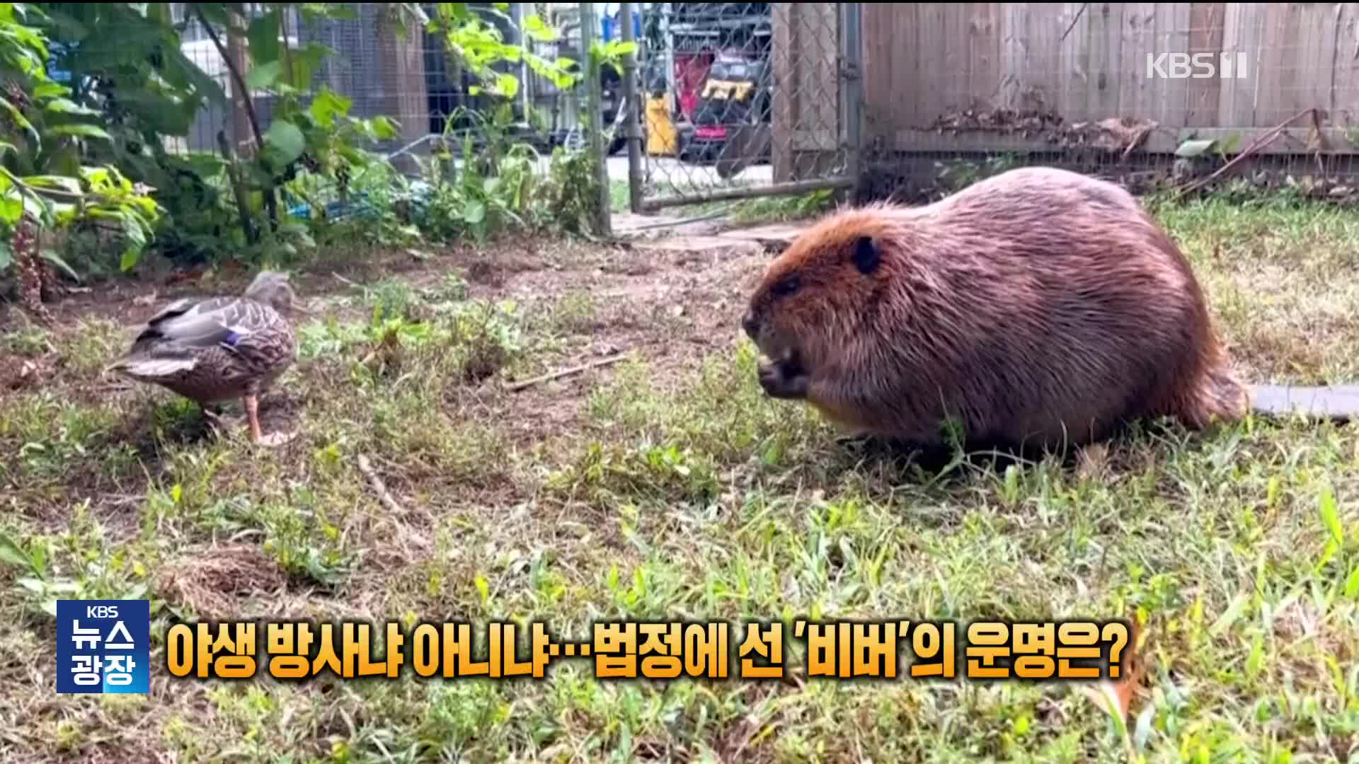 야생 방사냐 아니냐…미 법정에 선 고아 ‘비버’의 운명은? [잇슈 SNS]