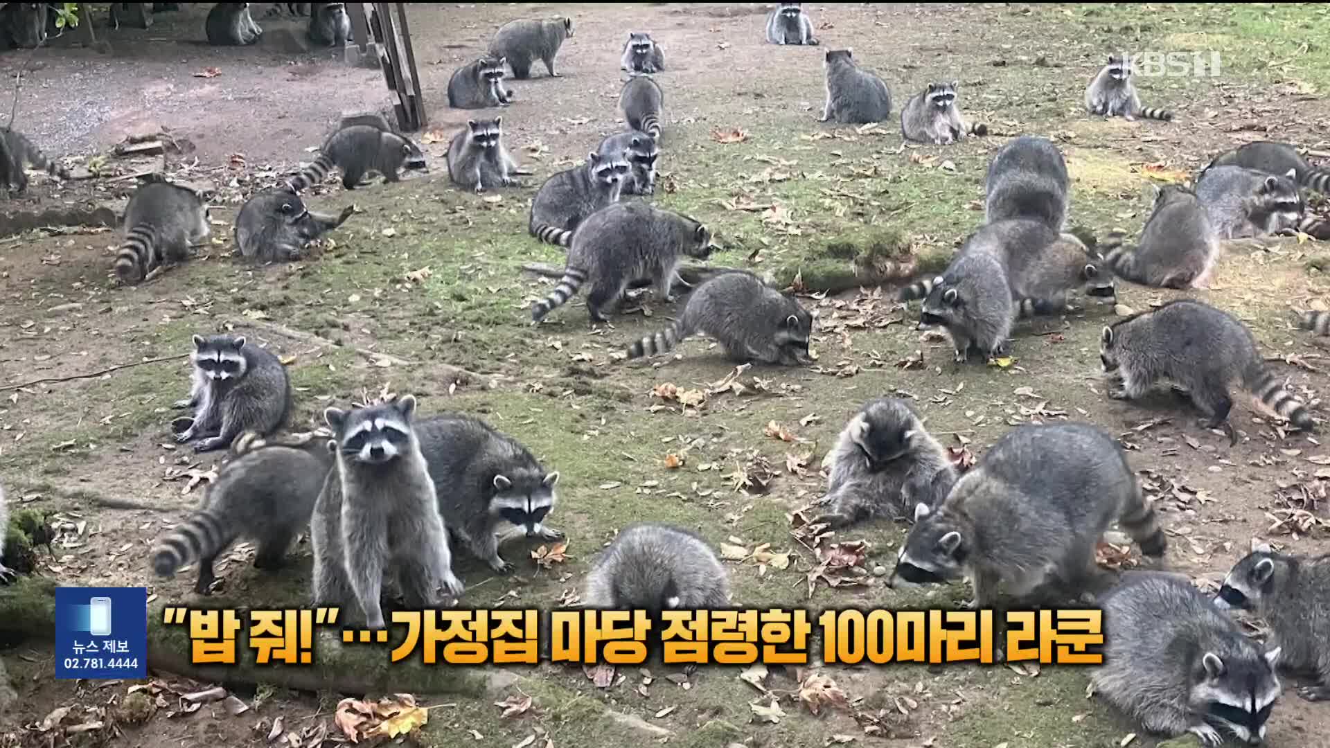 “밥 줘”…마당 점령한 100마리 라쿤 떼에 119 신고 소동