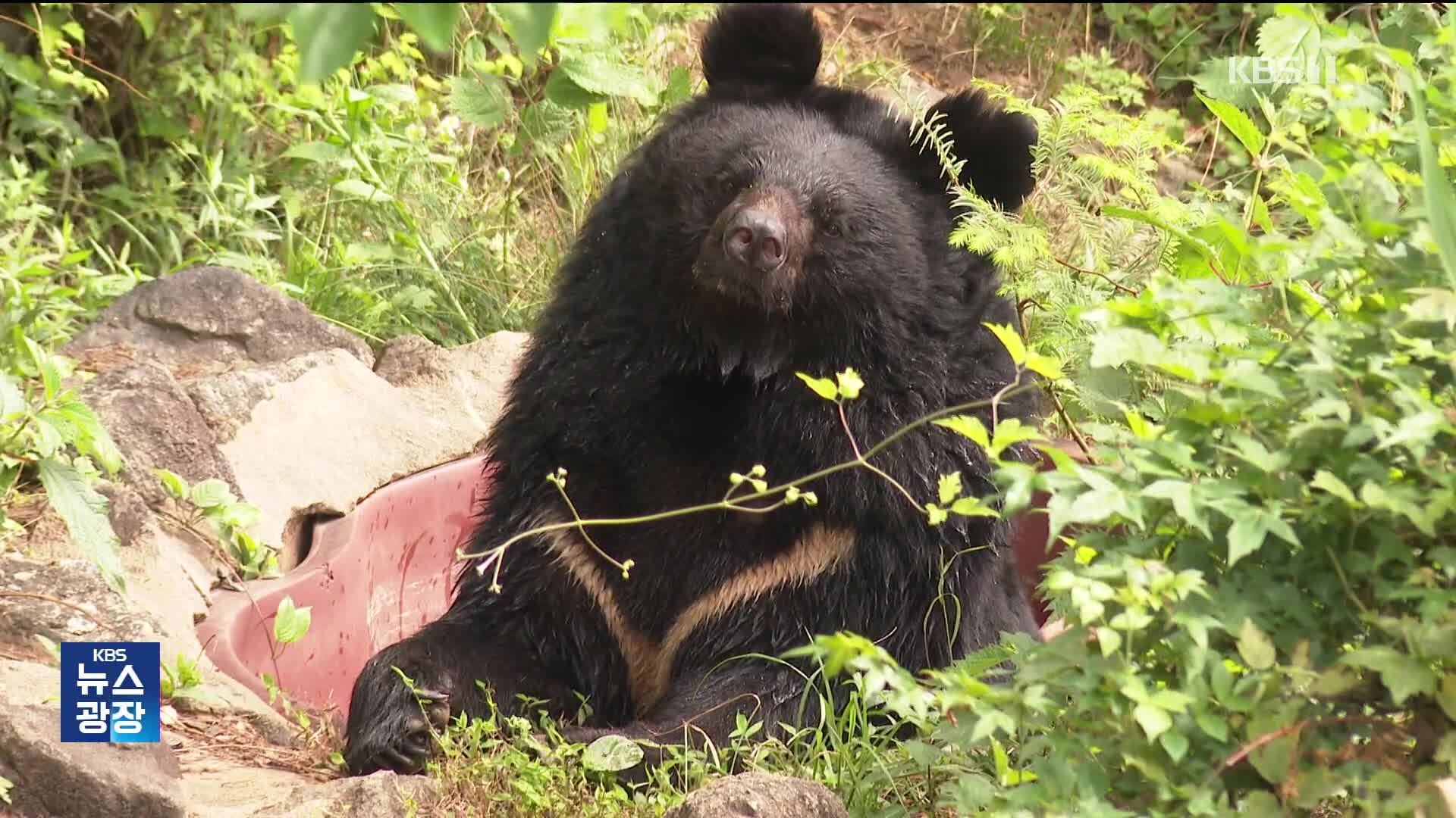 지리산 반달가슴곰 복원 20년…개체수 15배 증가