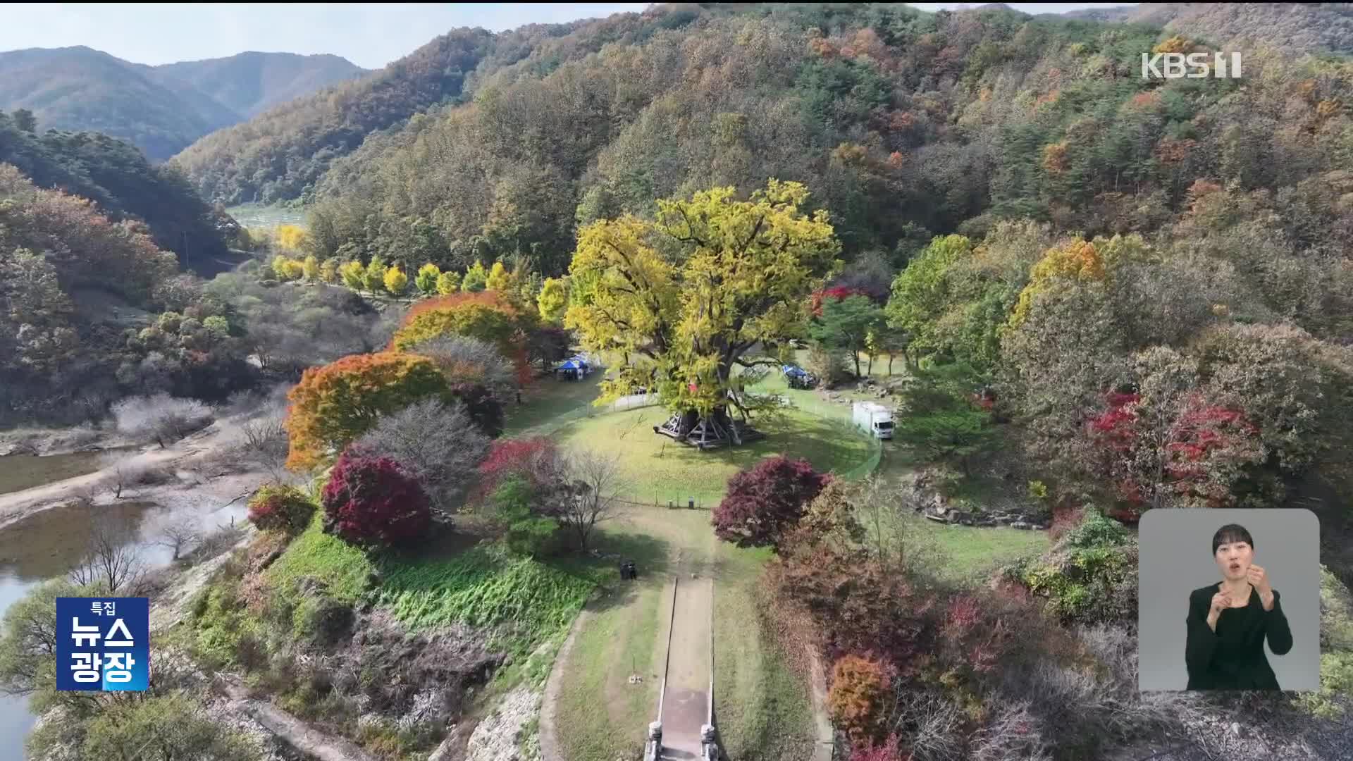 수몰 위기에서 구한 은행나무…자연유산 보존의 상징