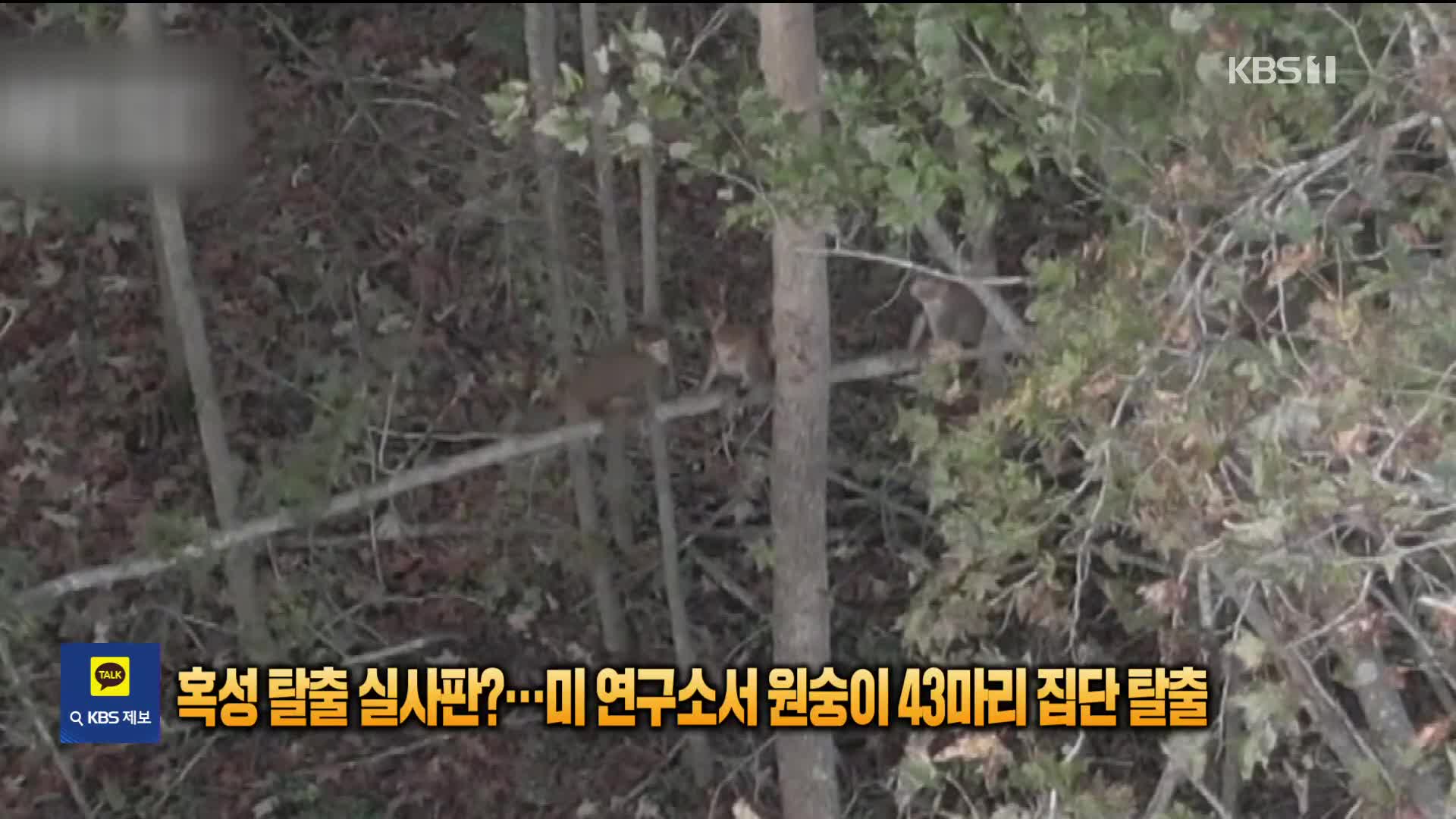 [잇슈 SNS] 혹성탈출 실사판?…미 연구소서 원숭이 43마리 집단 탈출