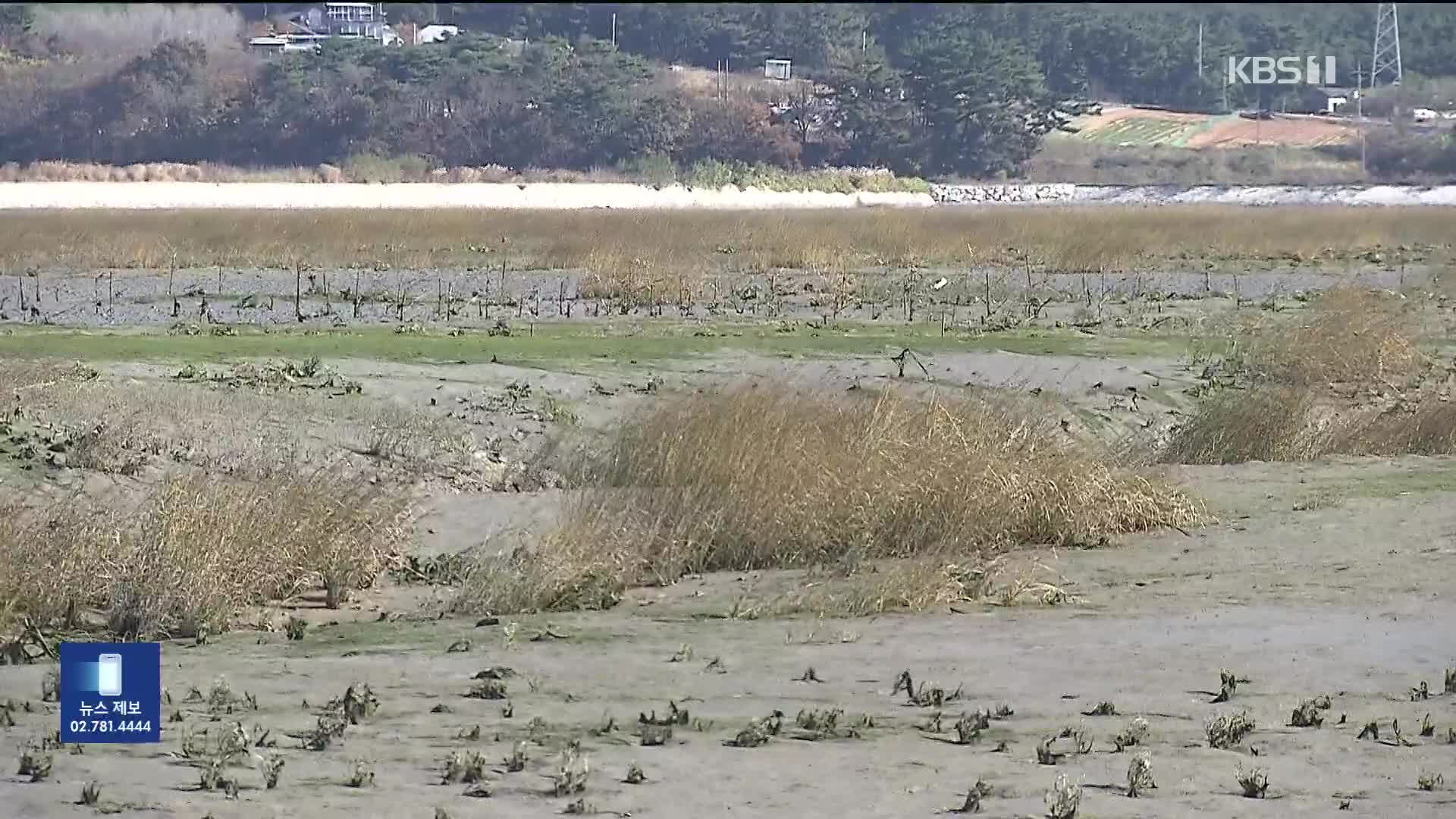 ‘갯벌의 암살자’ 갯끈풀, 해양보호구역 가로림만 습격