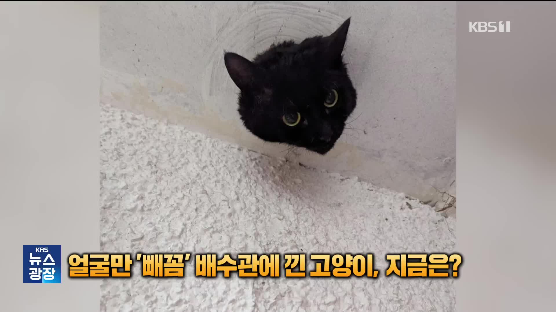 얼굴만 ‘빼꼼’ 배수관에 낀 고양이, 유명인사 되다